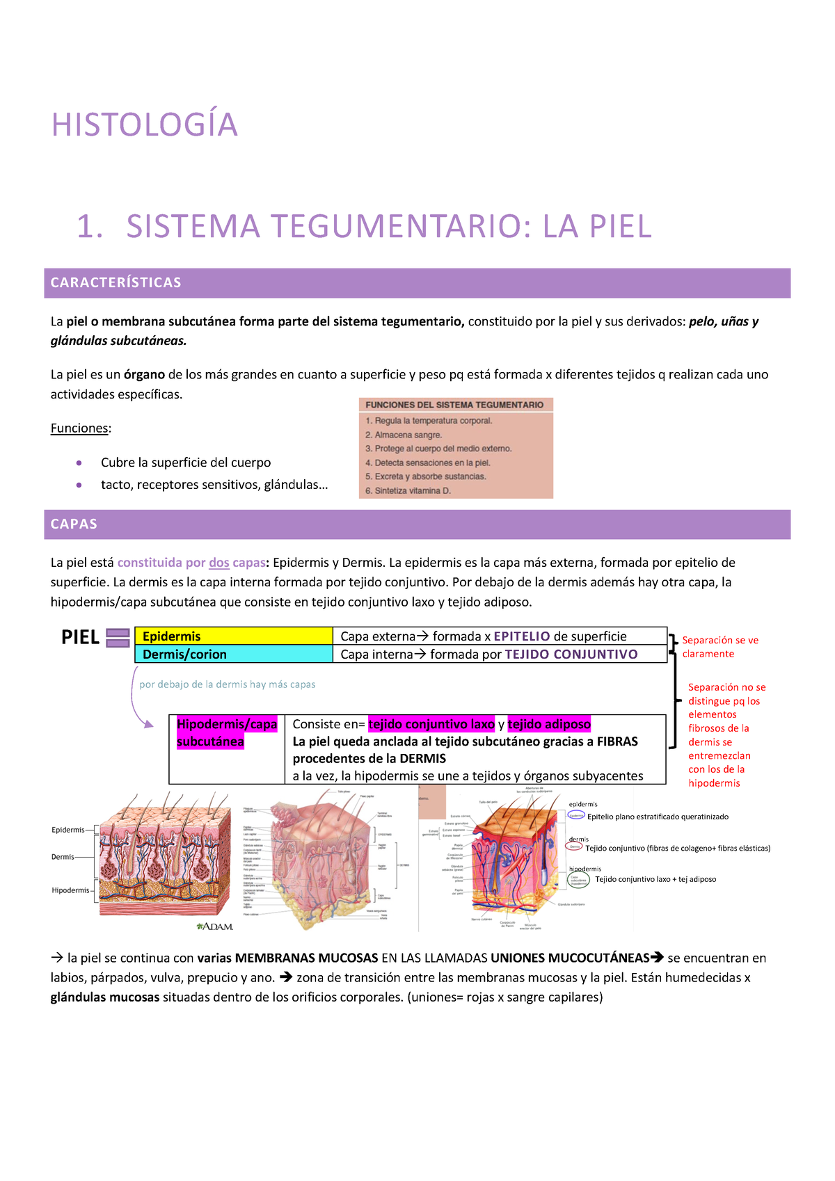 1.Histologia Apuntes - HISTOLOGÍA 1. SISTEMA TEGUMENTARIO: LA PIEL ...