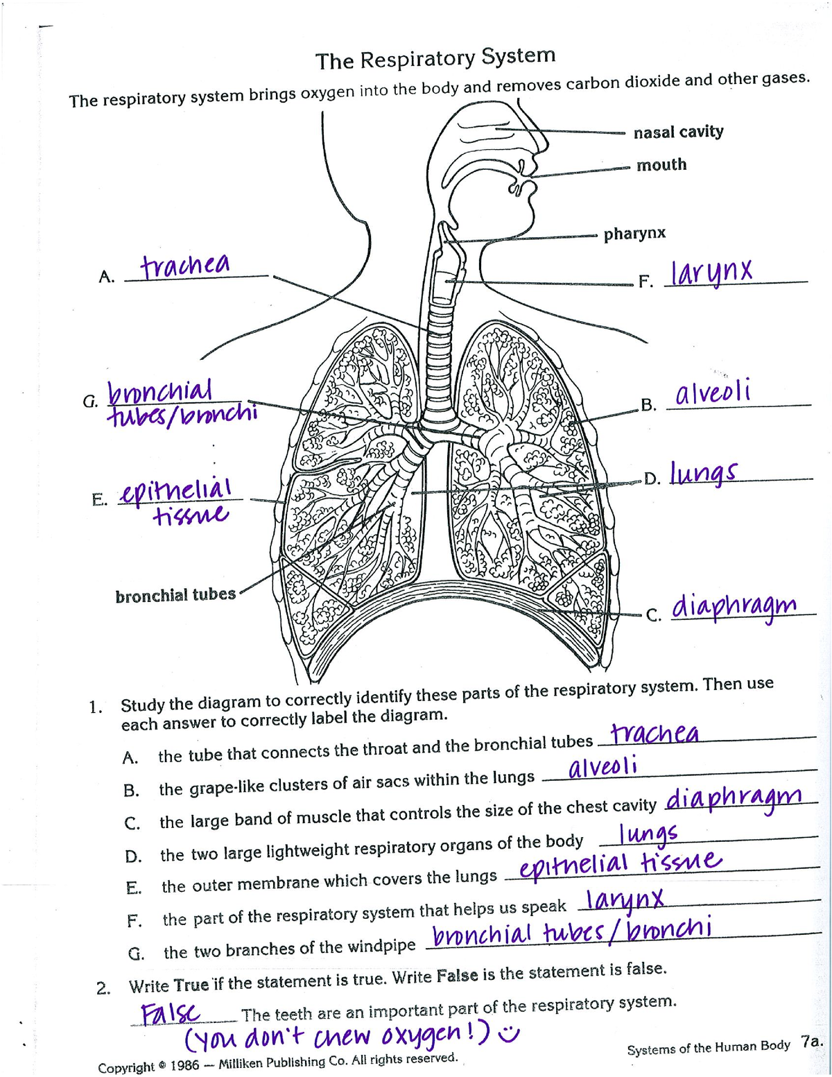 Respiratory worksheet key - Bachelor of Physical Education - Studocu