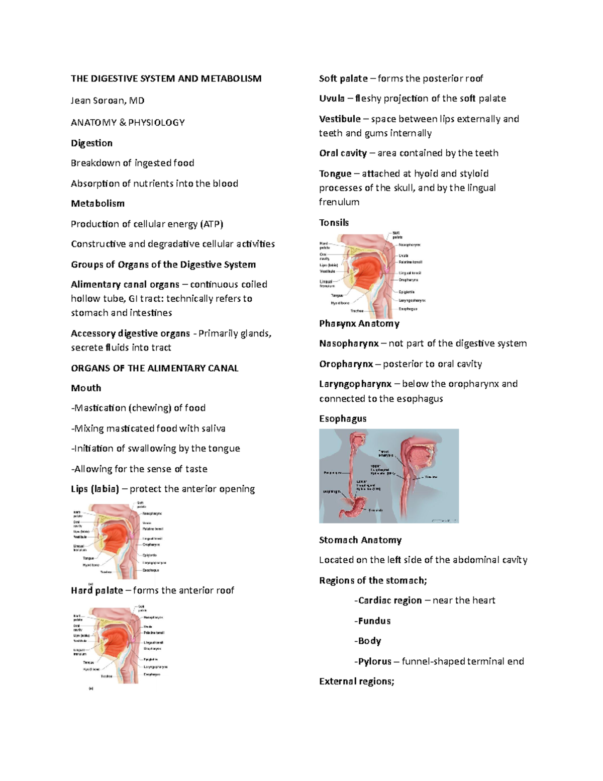 THE Digestive System AND Metabolism - THE DIGESTIVE SYSTEM AND ...