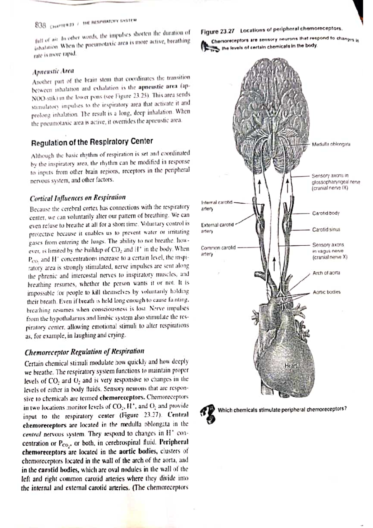 Control of respiration for semester2 paper 2 - Applied Zoology I - Studocu