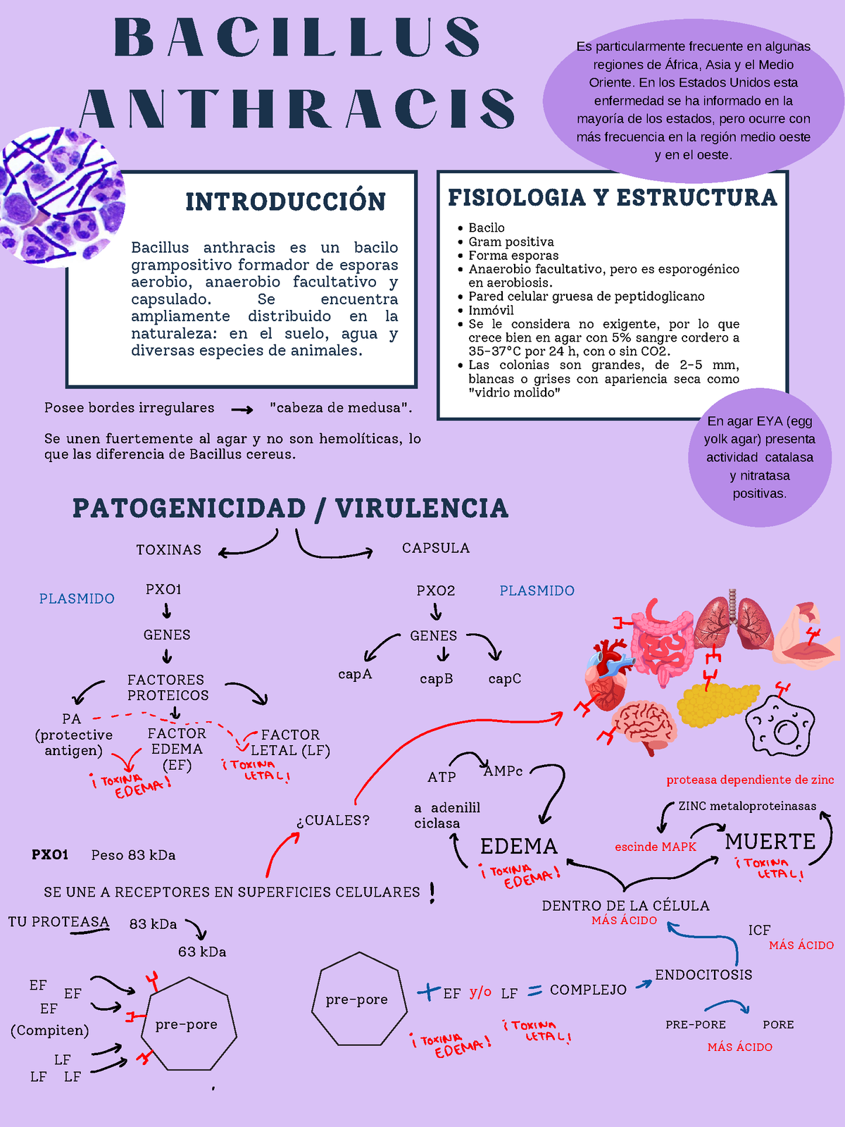 Bacillus Anthracis Posee Bordes Irregulares Cabeza De Medusa Se   Thumb 1200 1600 