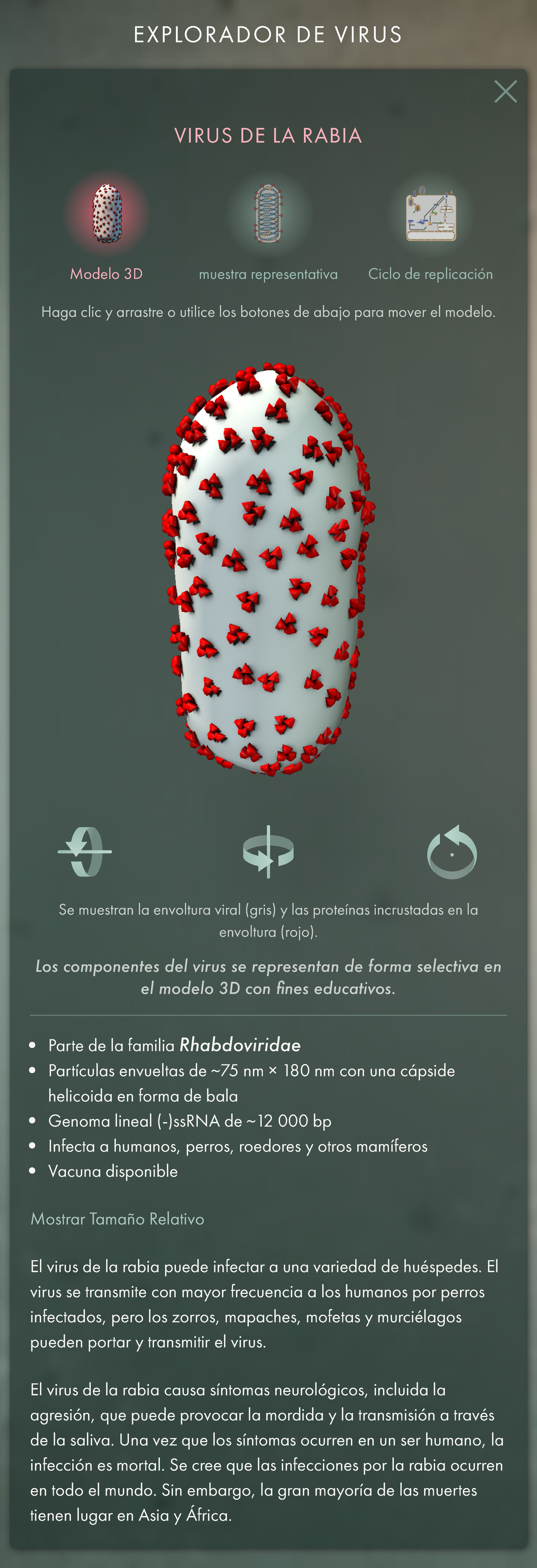 Virus de la rabia - Informacion para un trabajo - VIRUS DE LA RABIA ...