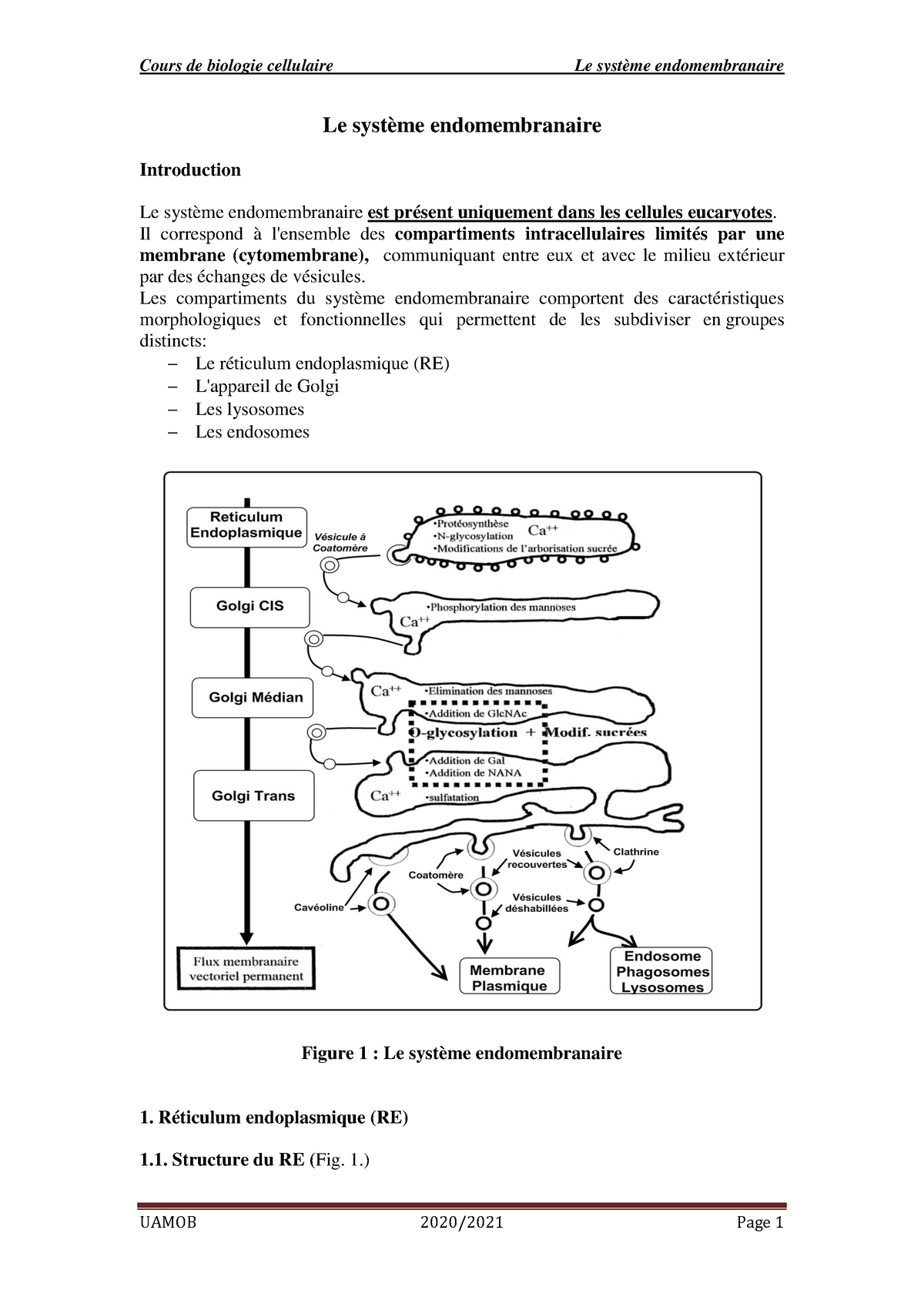 8.Le Syst Me Endomembranaire 2020 2021 - Le Système Endomembranaire ...