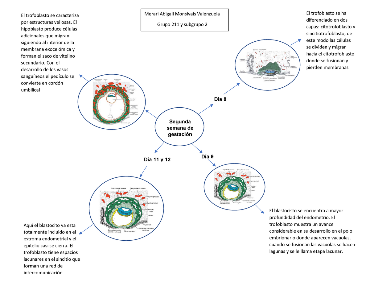 Mapa mental segunda semana de gestación - Segunda semana de gestación Día 8  El trofoblasto se ha - Studocu