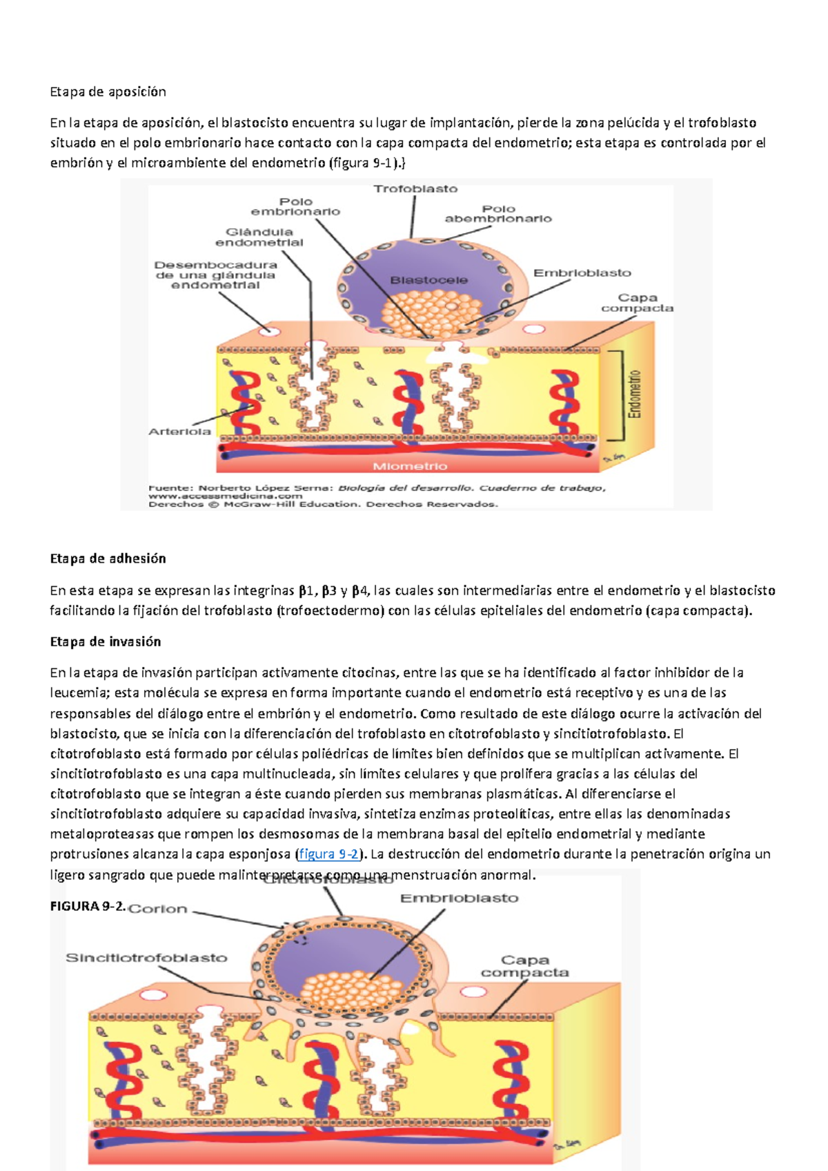 Etapa de aposición - histologia y embriologia - Etapa de aposición En ...