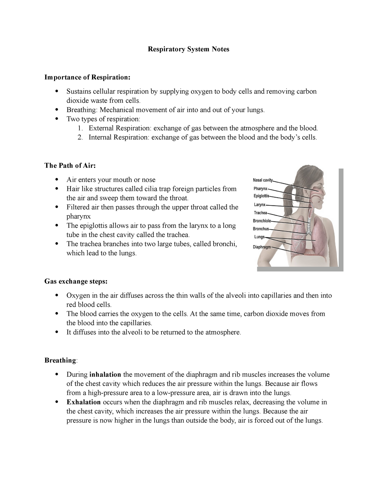 Respiratory System Notes - Respiratory System Notes Importance of ...