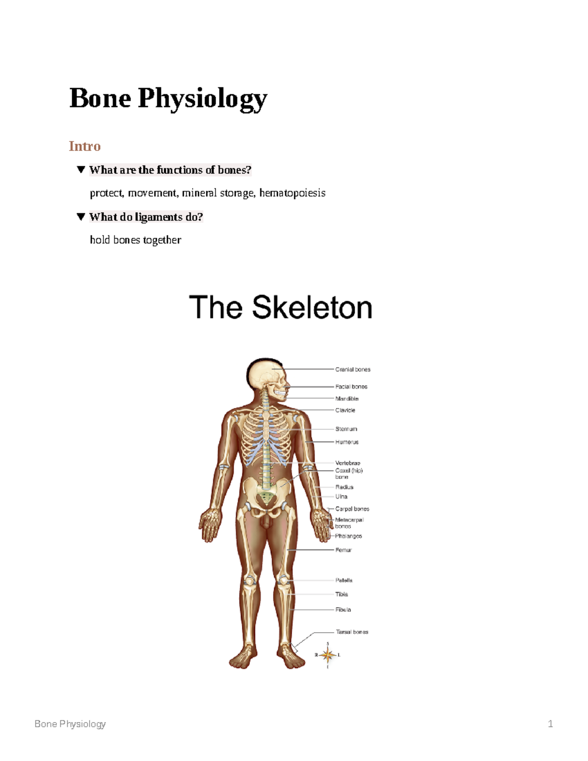 Bone Physiology - Types of Bones - Bone Physiology Intro What are the ...