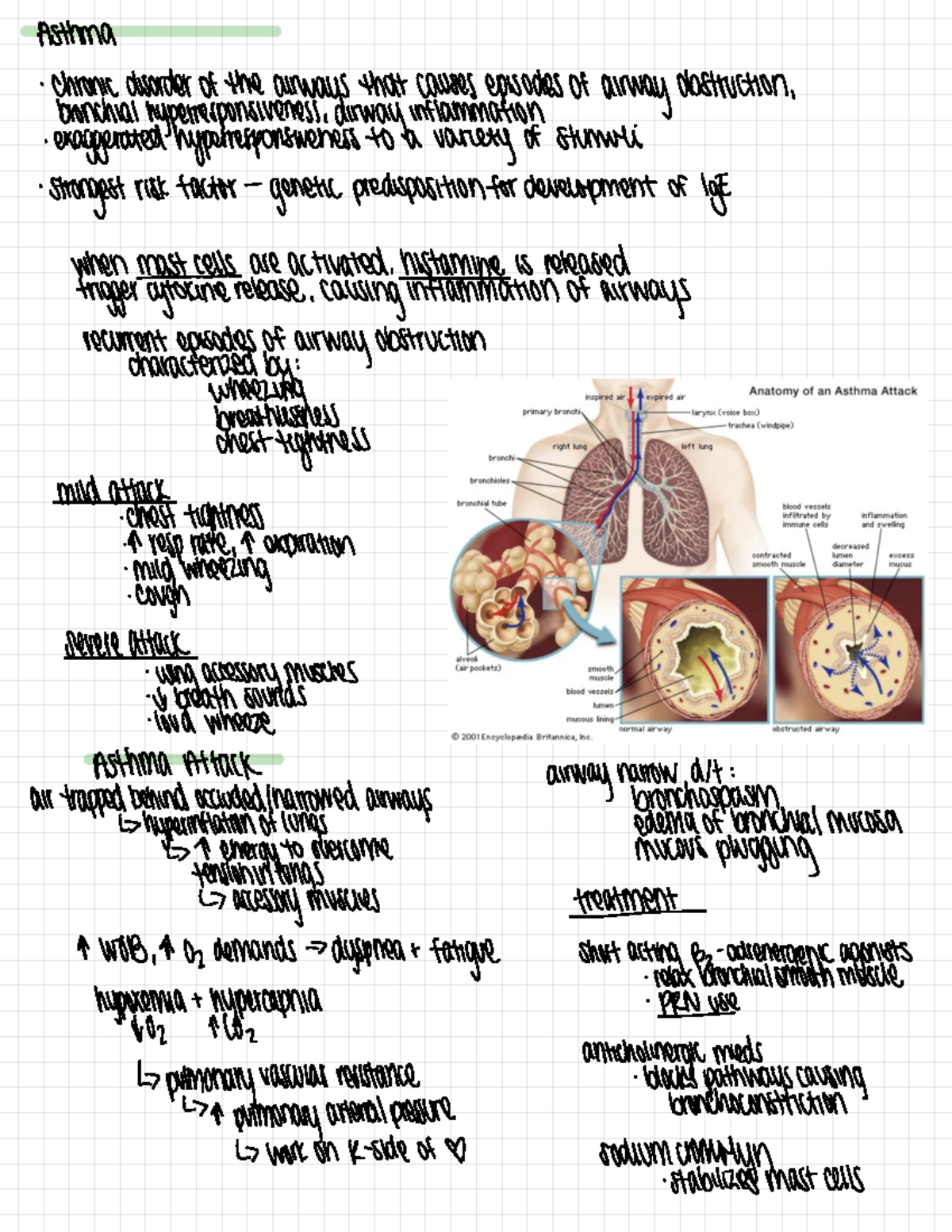 Asthma and COPD - Asthma - chronic disorder of the airways that causes ...