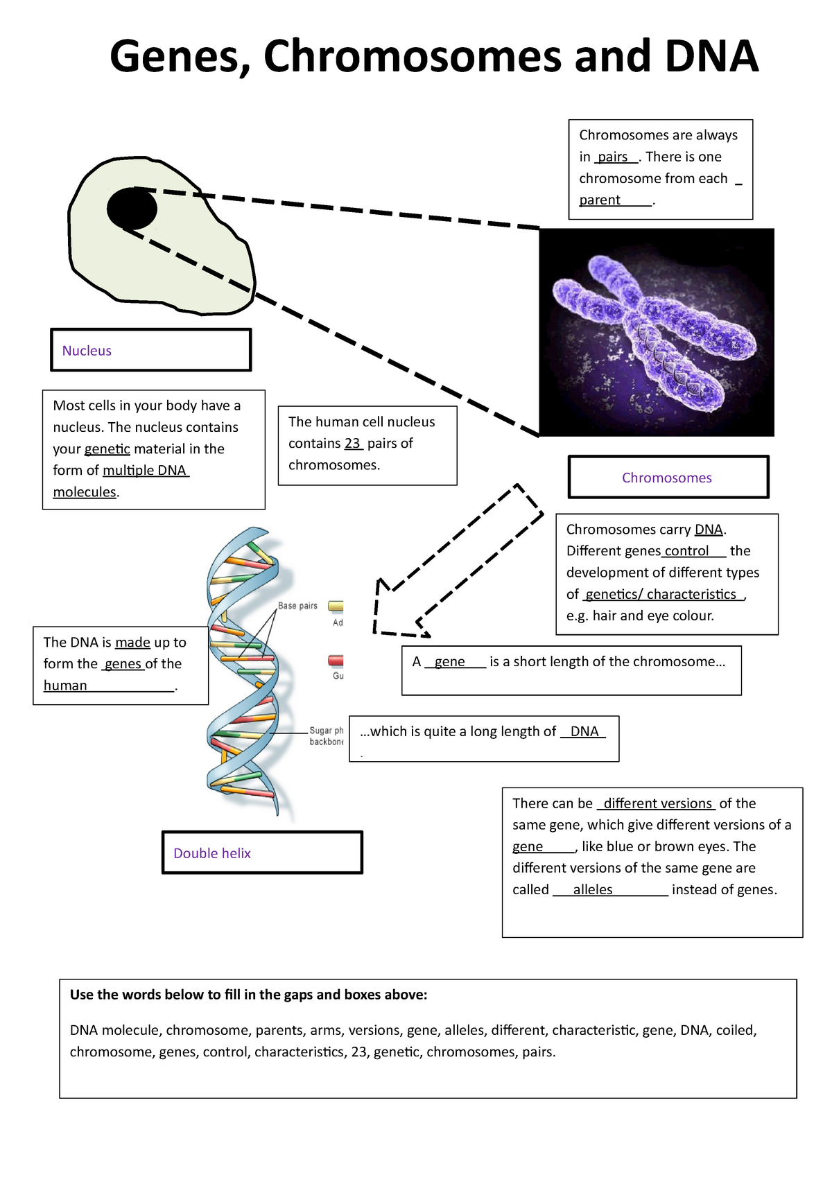 10 3 Worksheet Read Well Chromosomes Are Always In Pairs There Is One Chromosome From Each 