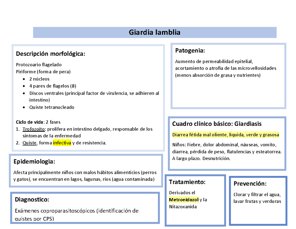 Parasitología flashcards - Giardia lamblia DescripciÛn morfolÛgica ...