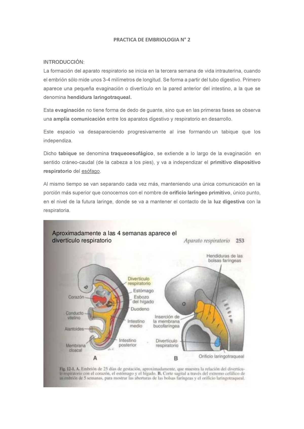 Informe Sistema Respiratorio - PRACTICA DE EMBRIOLOGIA N° 2 ...