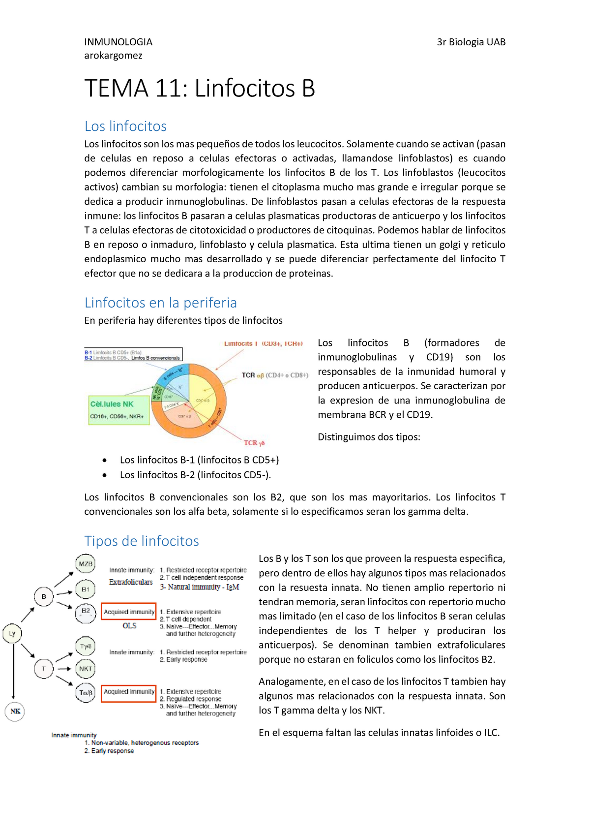 INMUNO Tema 11.- Linfocitos B - INMUNOLOGIA Arokargomez 3r Biologia UAB ...