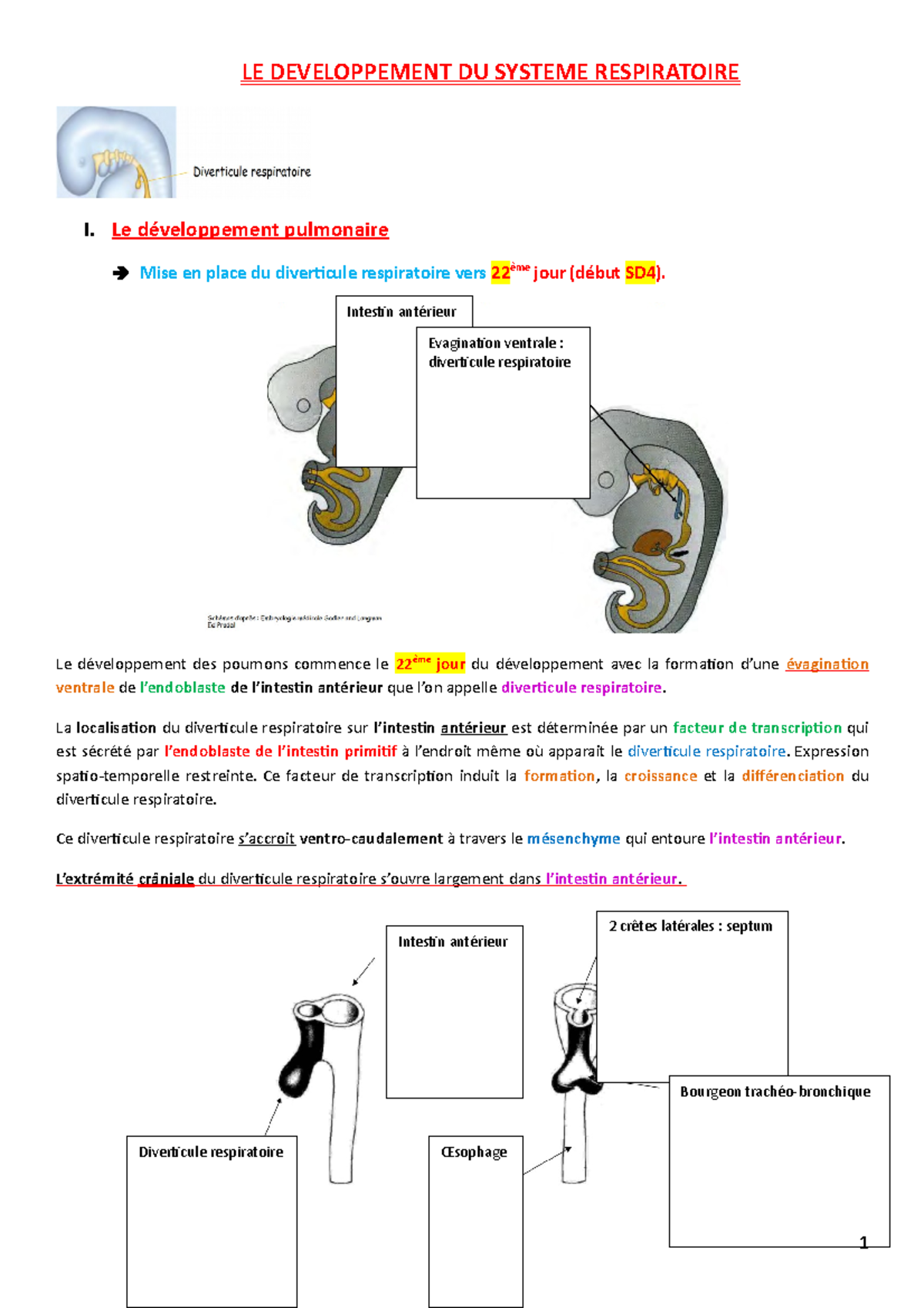 5-Chevret Organo Sytème Respiratoire - LE DEVELOPPEMENT DU SYSTEME ...