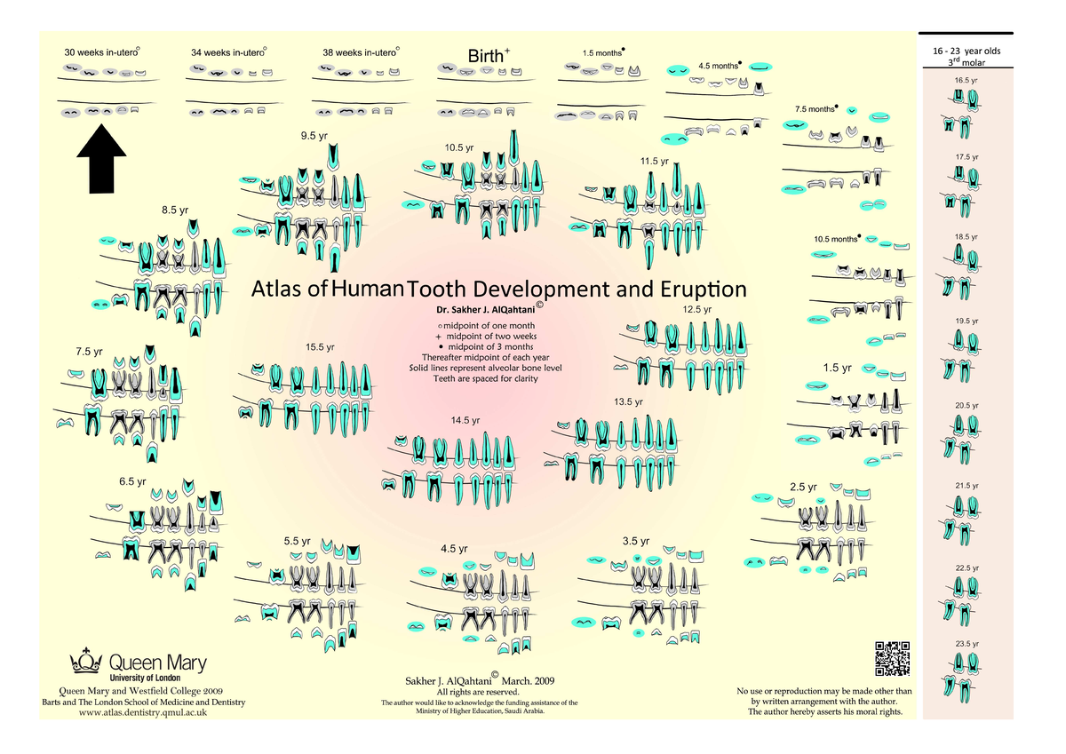 Atlas of tooth development - 30 weeks 34 weeks 38 weeks 16 23 year olds ...