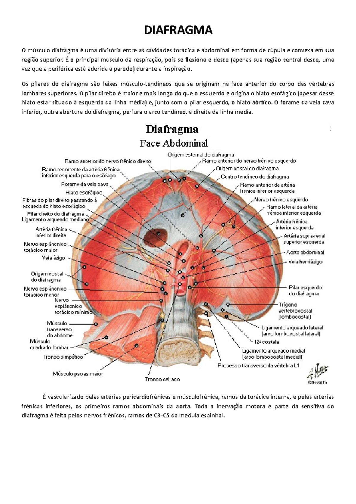 Anatomia II - 8 Diafragma - DIAFRAGMA O músculo diafragma é uma ...