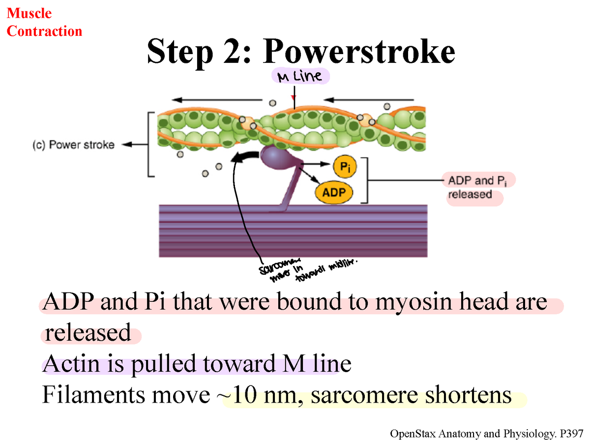 PowerStroke ADP and Pi - Muscle Contraction Step 2: Powerstroke M Line ...