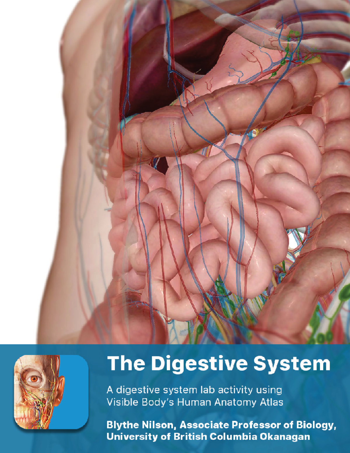 Lab manual digestive atlas - A. Digestive System Overview Open the ...