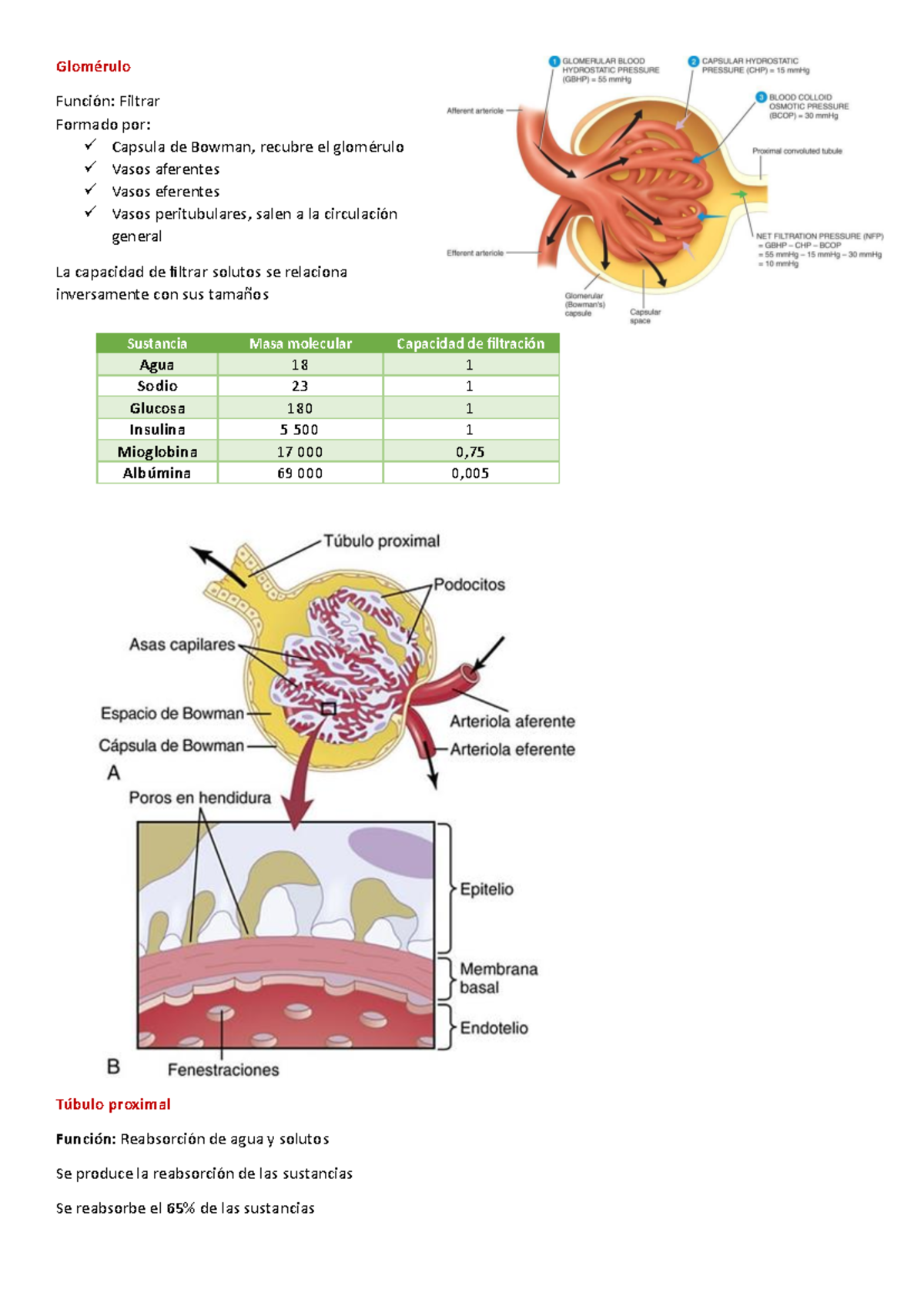 Clase 2- Fisiologia renal - Glomérulo Función: Filtrar Formado por ...