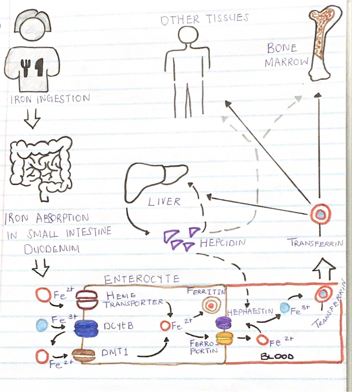 PDF 29 May 2024 at 15:51 - Haematology - OTHER TISSUES BONE CHIP MARROW ...