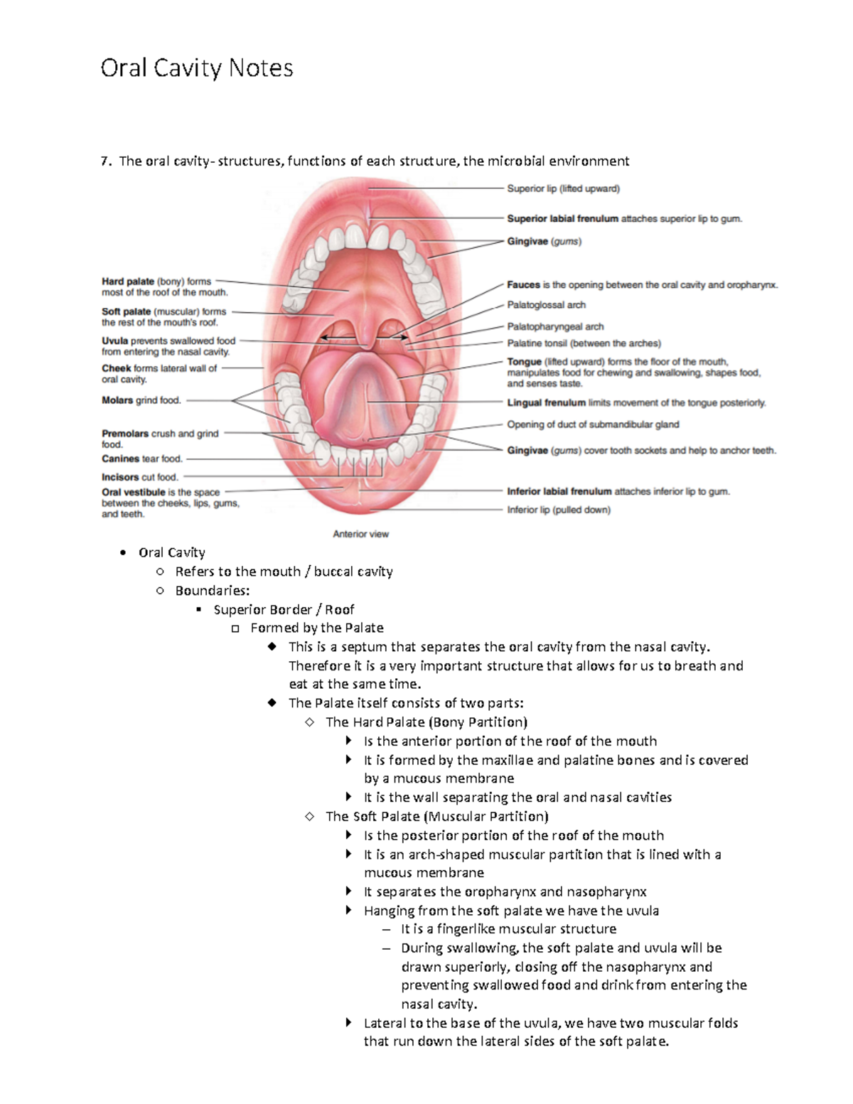 Oral Cavity Notes - The oral cavity- structures, functions of each ...