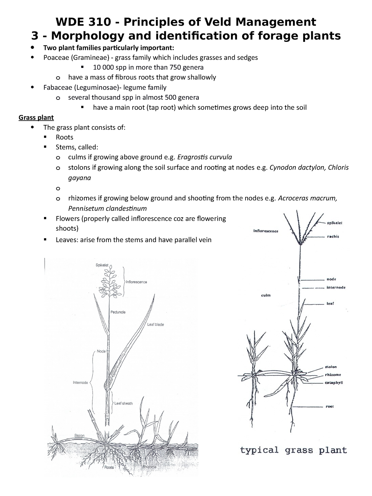 3. Morphology and identification of forage plants - Eragrostis curvula ...