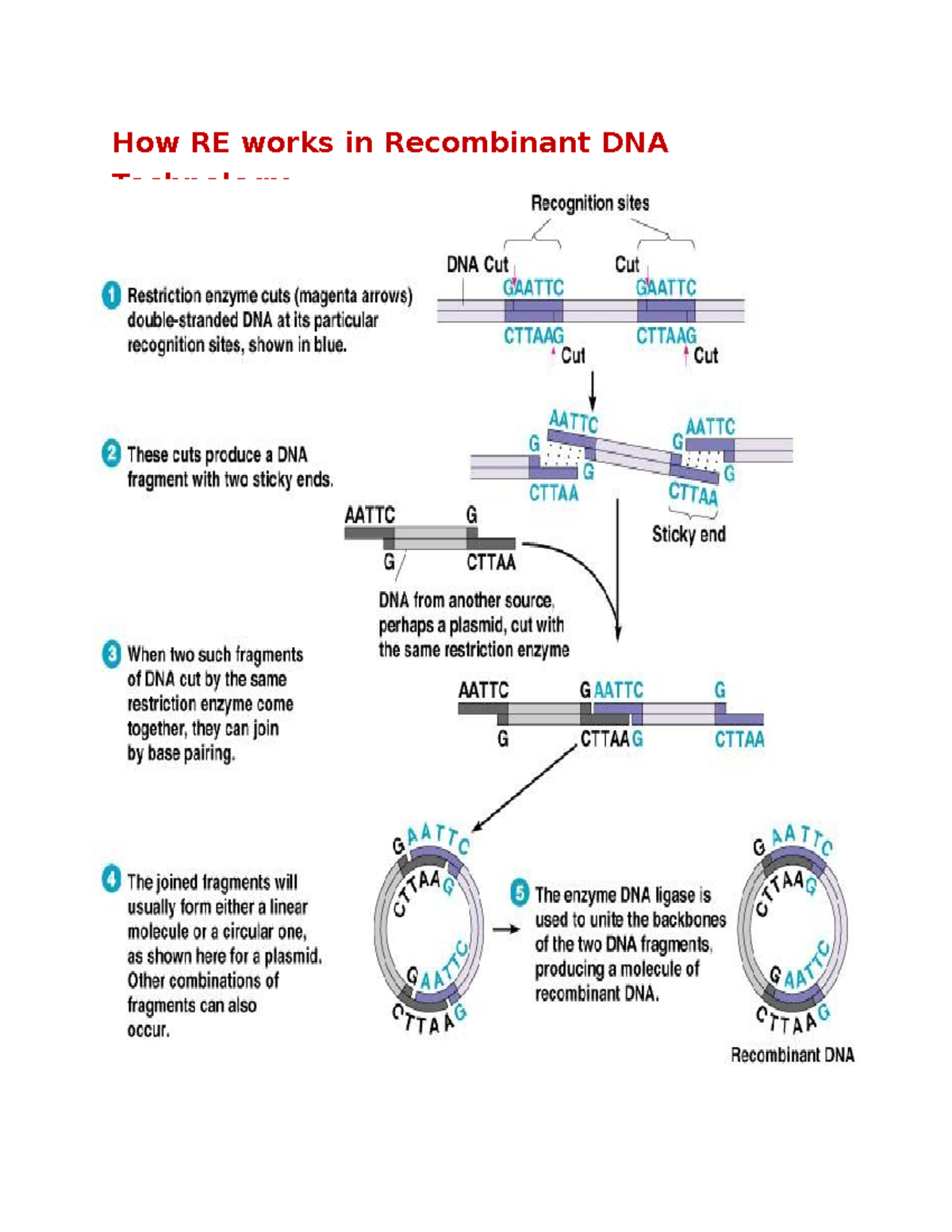 R DNA 7 - These are useful study materials - Genetics and Biotechnology ...