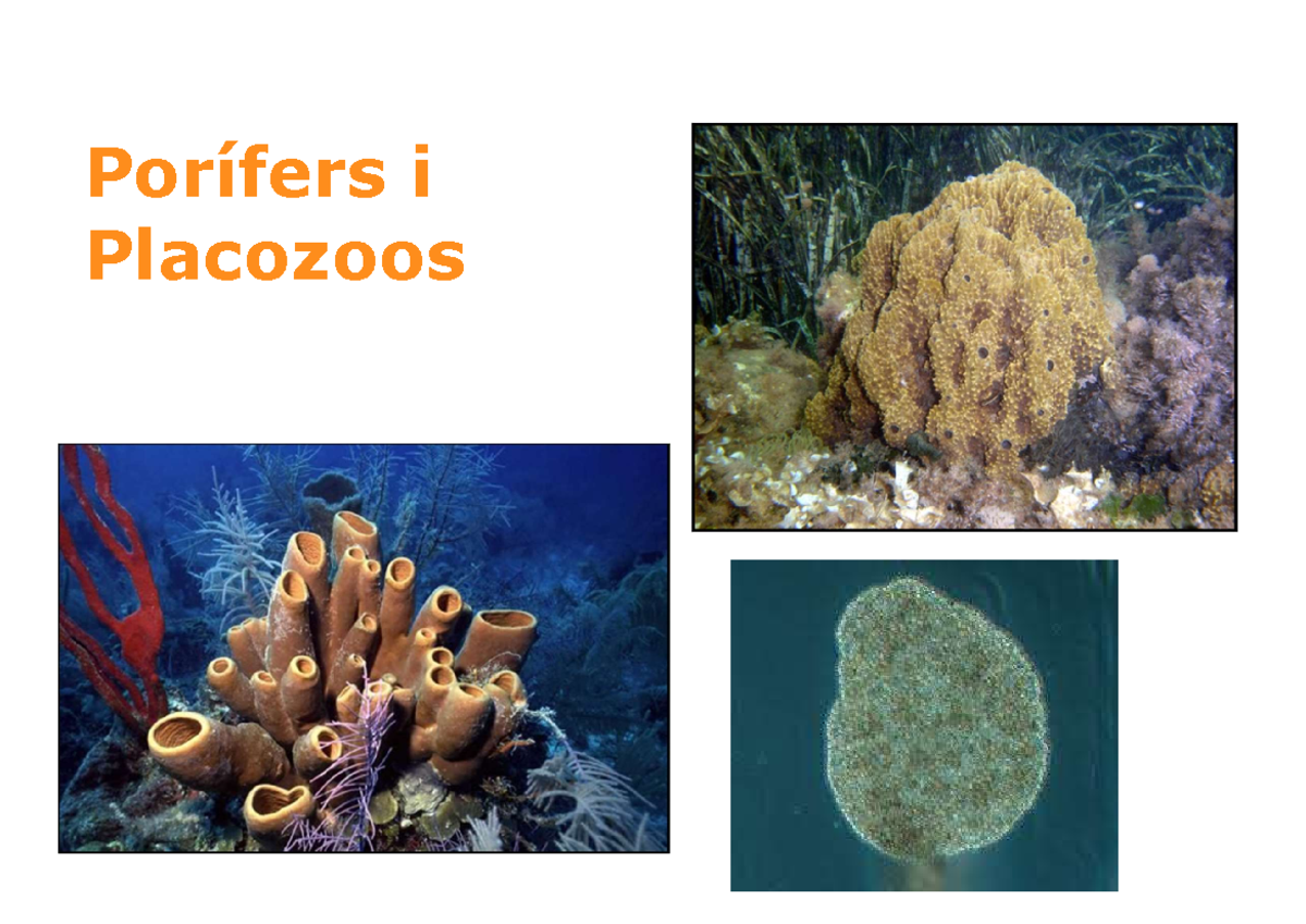 Tema 1 - hgfd - Porífers i Placozoos METAZOA Porifera, Placozoa ...