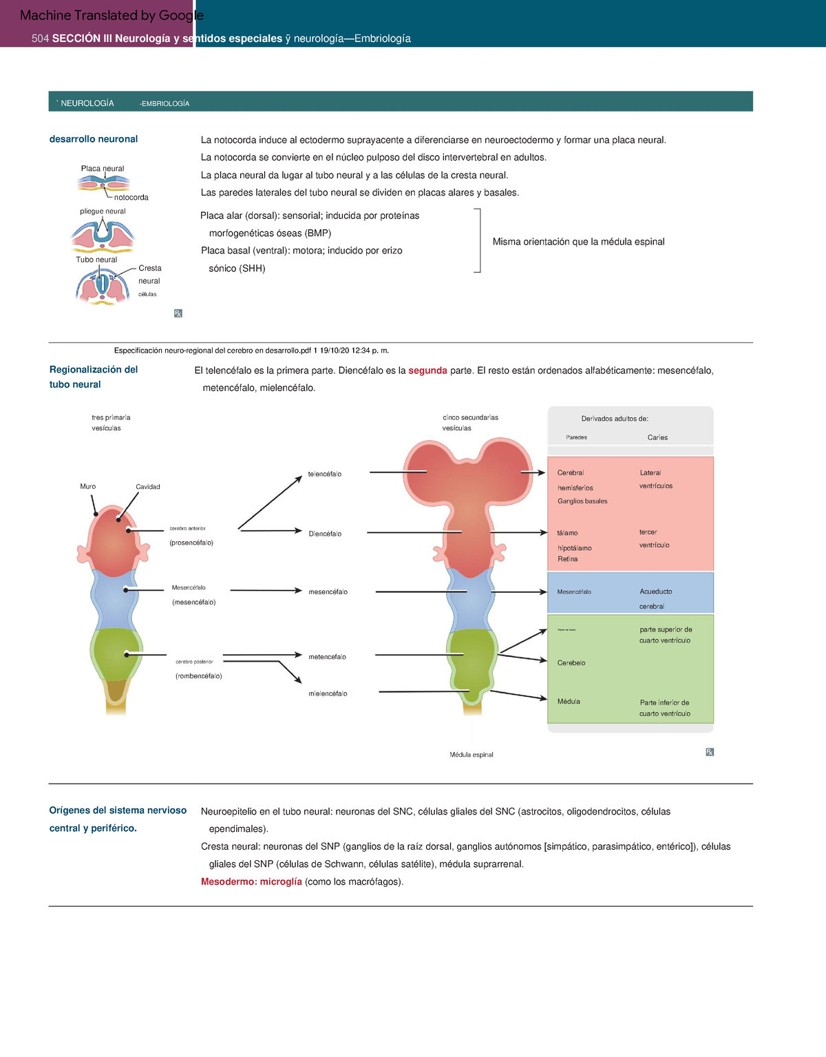 Neuro - Rtrtrtr - Metencefalo Hemisferios Cerebro Anterior Vesículas ...