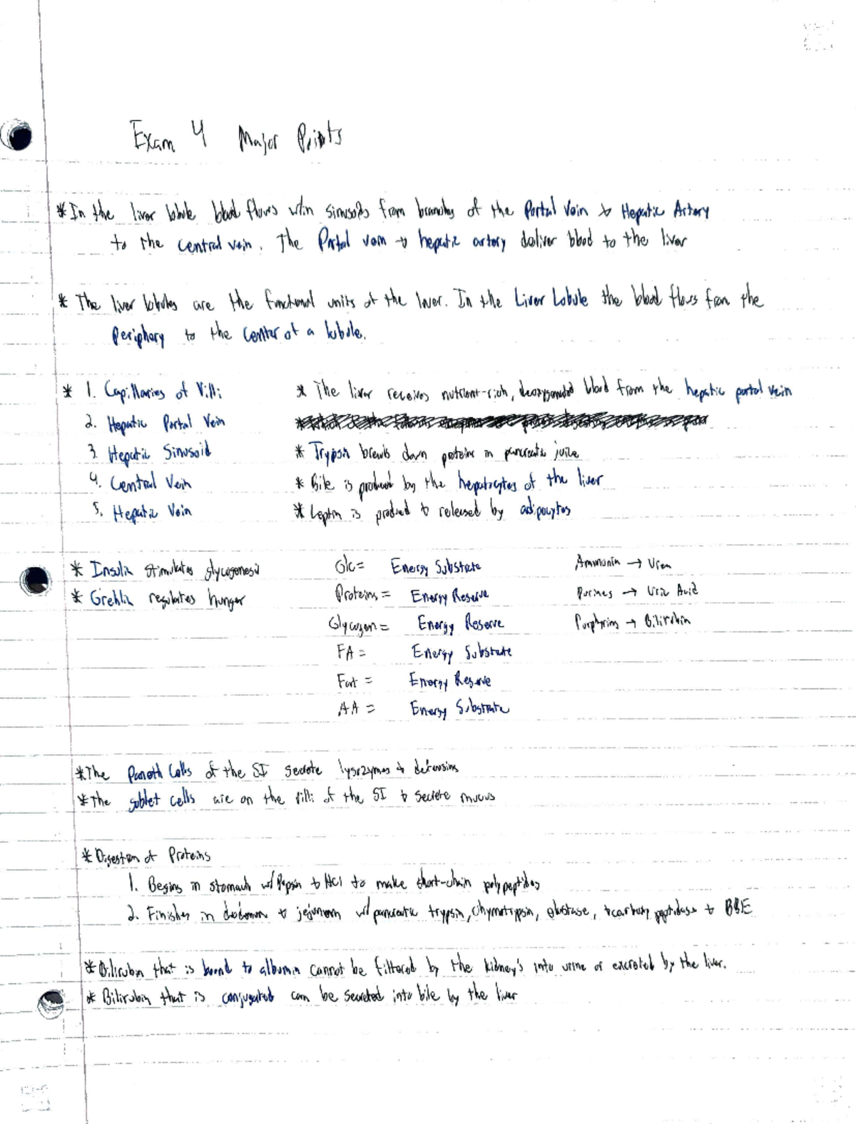 Physiology - Exam 4 Notes - BIOS 213 - Studocu