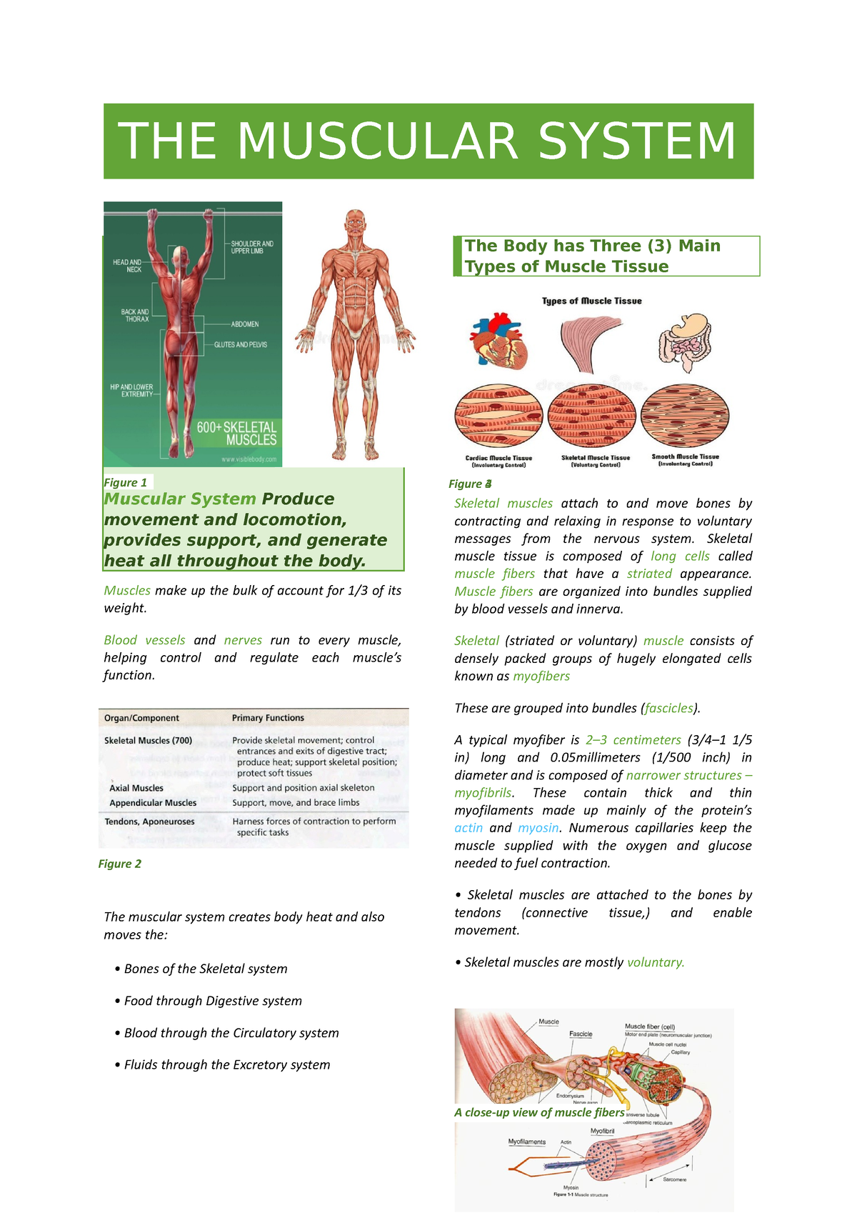 Group-2 Write-UPS - Zoology - THE MUSCULAR SYSTEM Muscular System ...