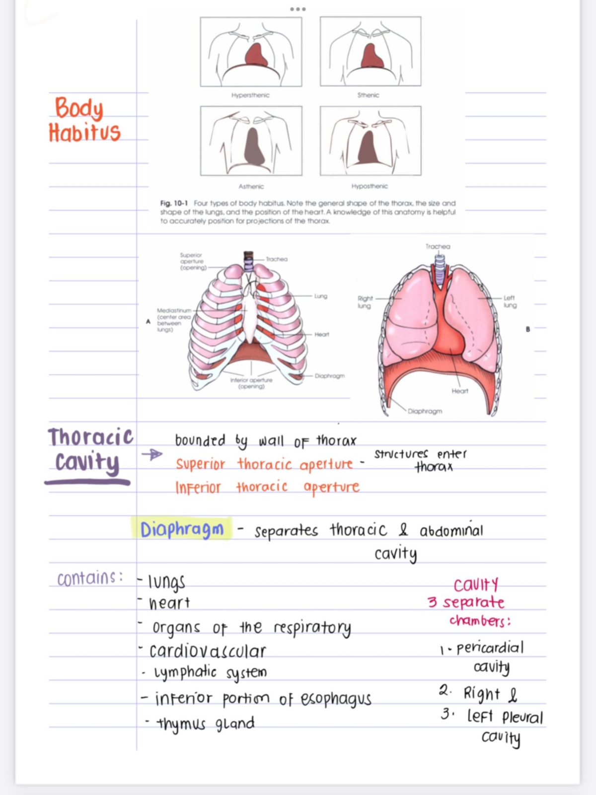 POSI- Chest-PT1 - Part 1 - Hypersthenic Sthenic Body Habitus Asthenic ...