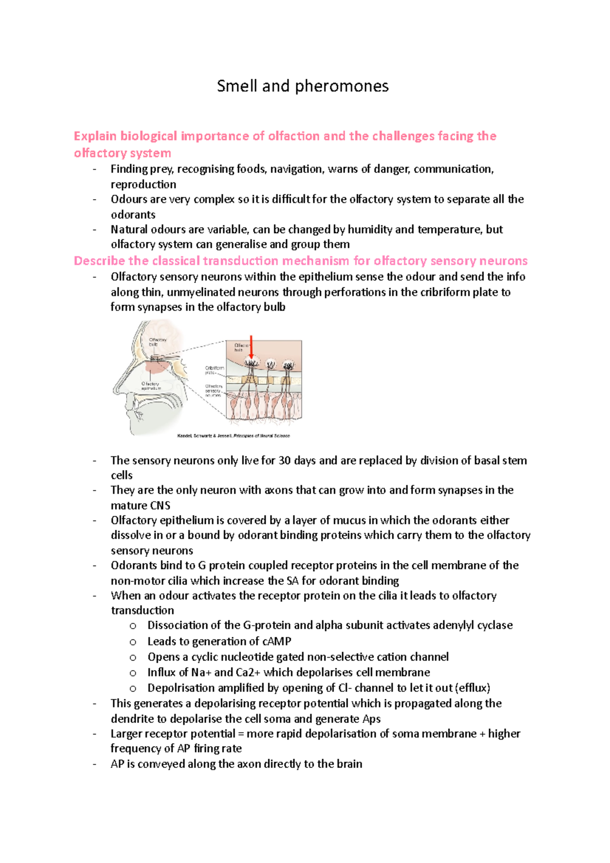 Smell and pheromones Notes Smell and pheromones Explain biological