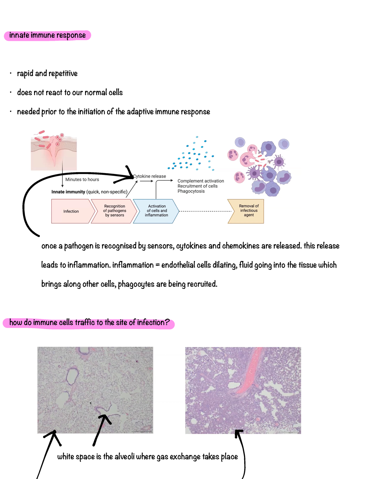 Lecture 5 - Introduction To Immunology - Innate Immune Response Rapid ...