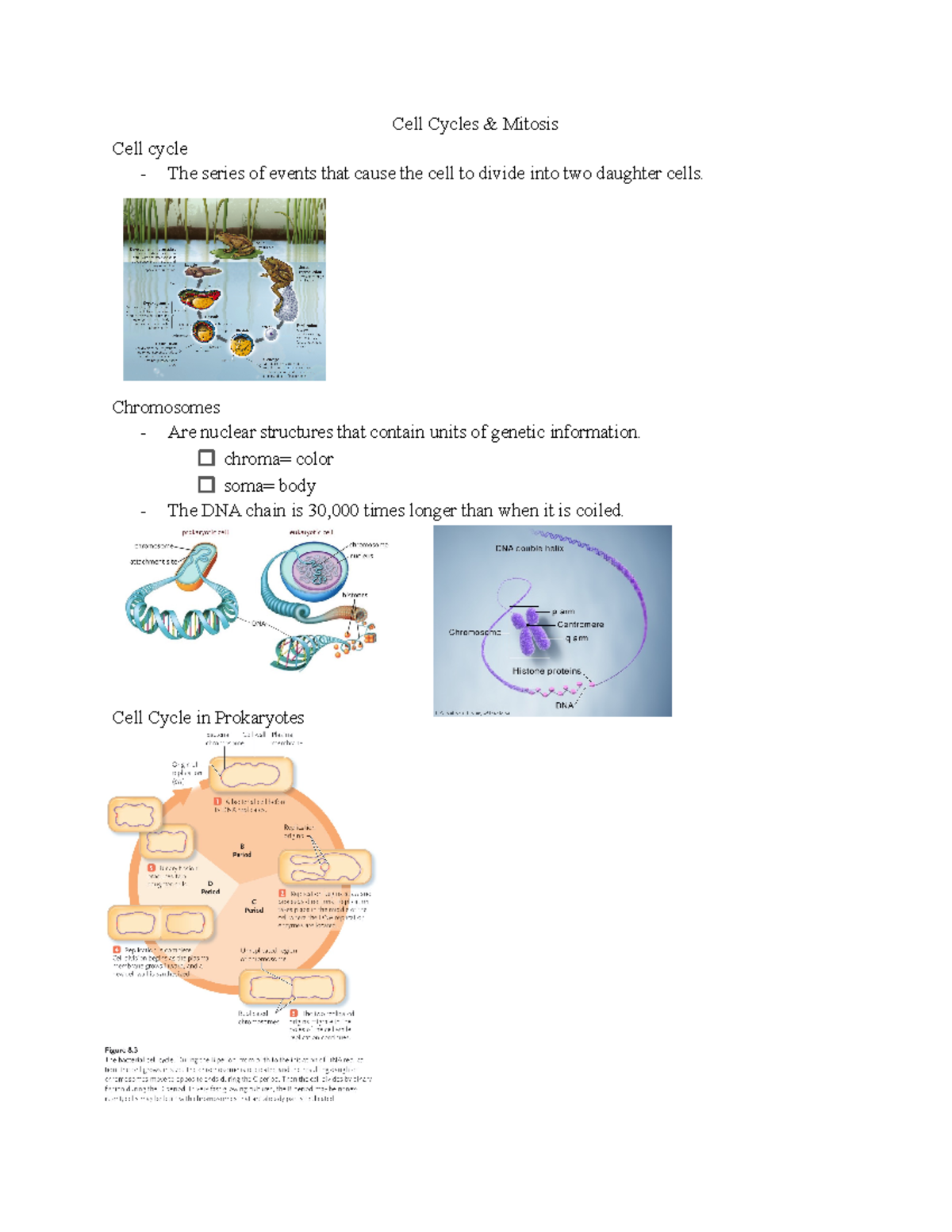 Biology 120- lecture 7 - Cell Cycles & Mitosis Cell cycle The series of ...