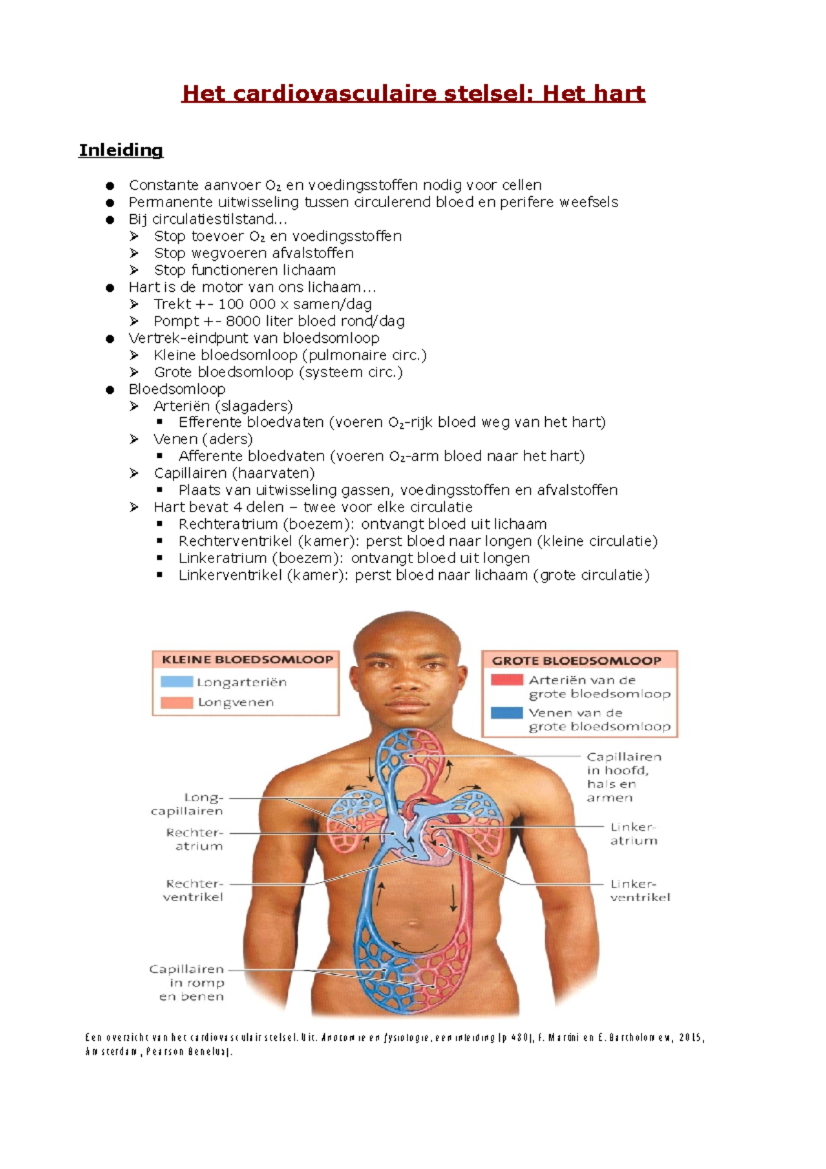 Het Cardiovasculaire Stelsel - Hart - .. Stop Toevoer O2 En ...