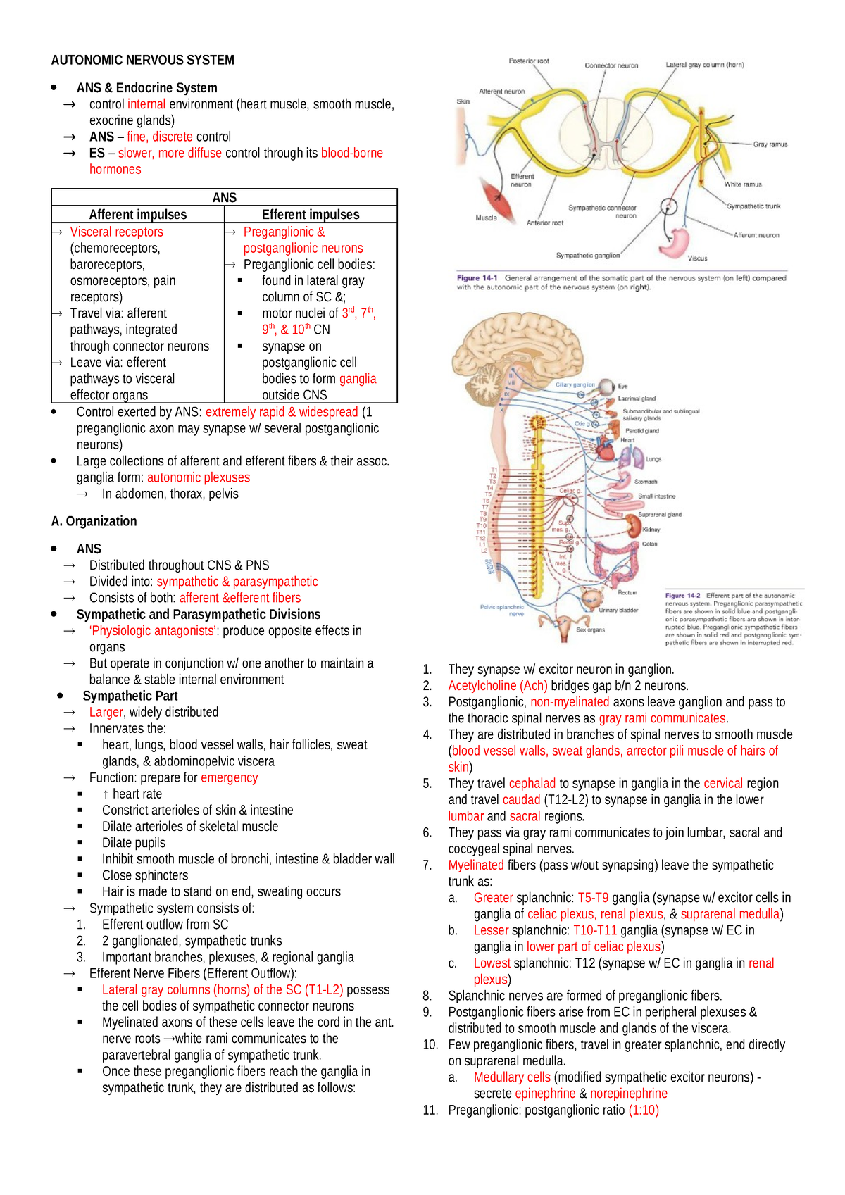 CH.14 Autonomic Nervous System - AUTONOMIC NERVOUS SYSTEM ANS ...