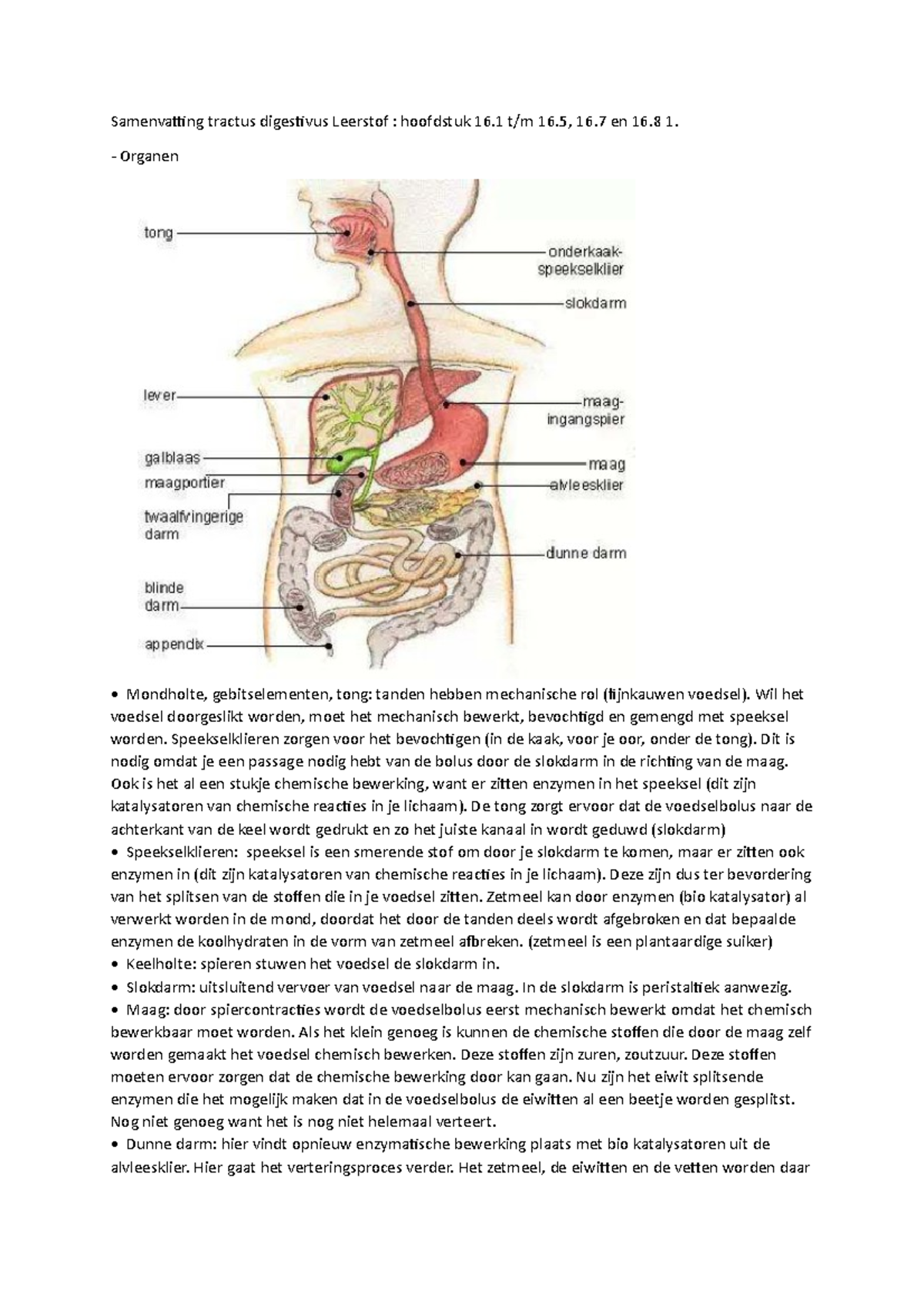 Samenvatting Tractus Digestivus Leerstof - Organen Mondholte ...