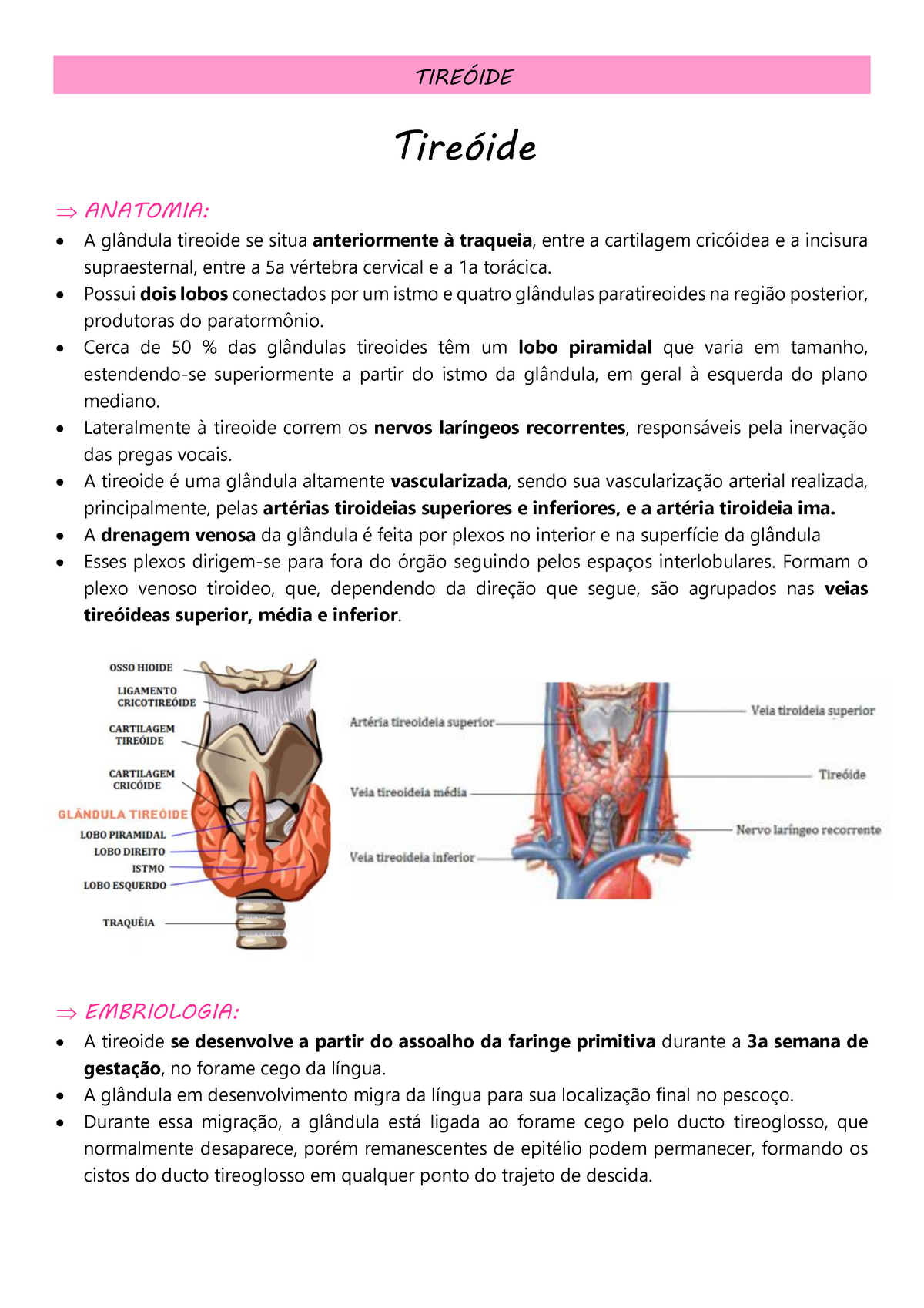 tireóide apontamentos 1 tireÓide tireóide anatomia a glândula