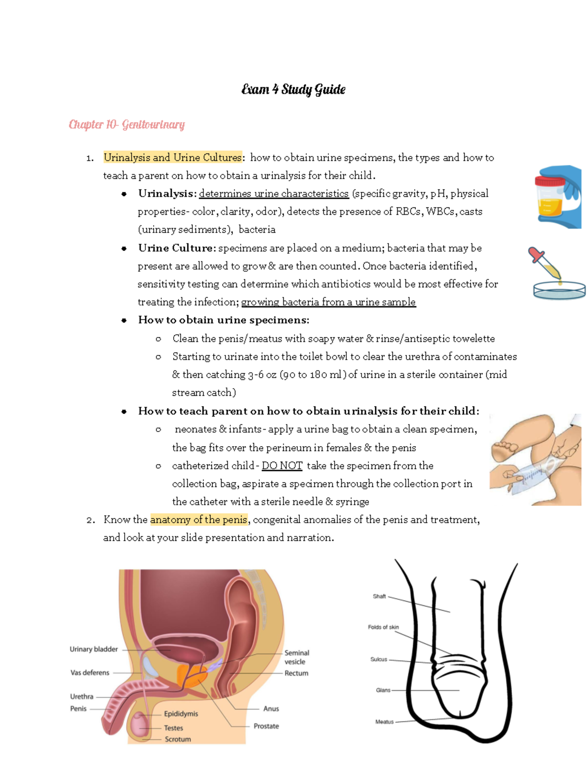 Exam 4 Study Guide - a 4 Stud Guid Chapter 10 - Genitourinar Urinalysis ...