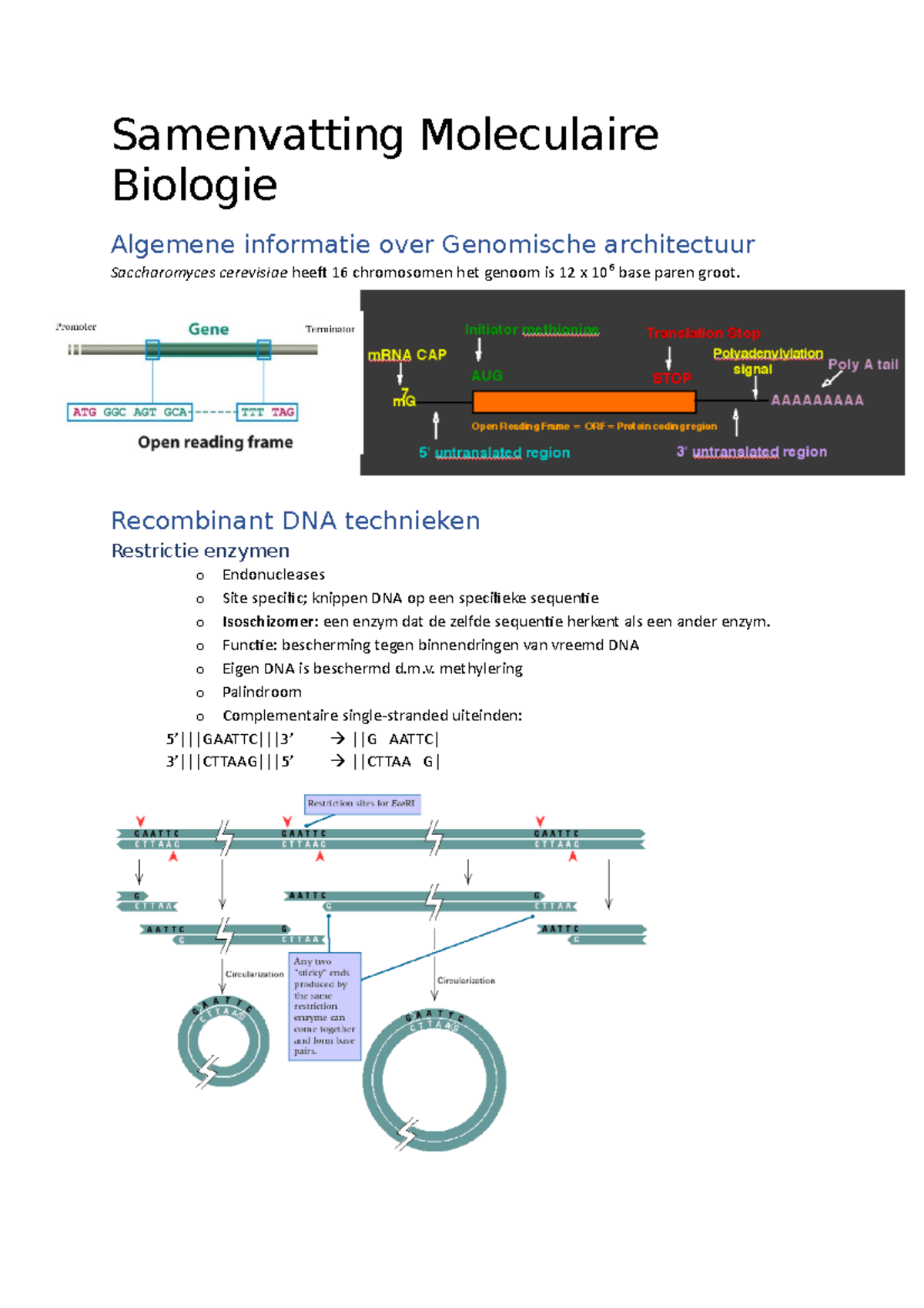 Samenvatting Moleculaire Biologie - Samenvatting Moleculaire Biologie ...