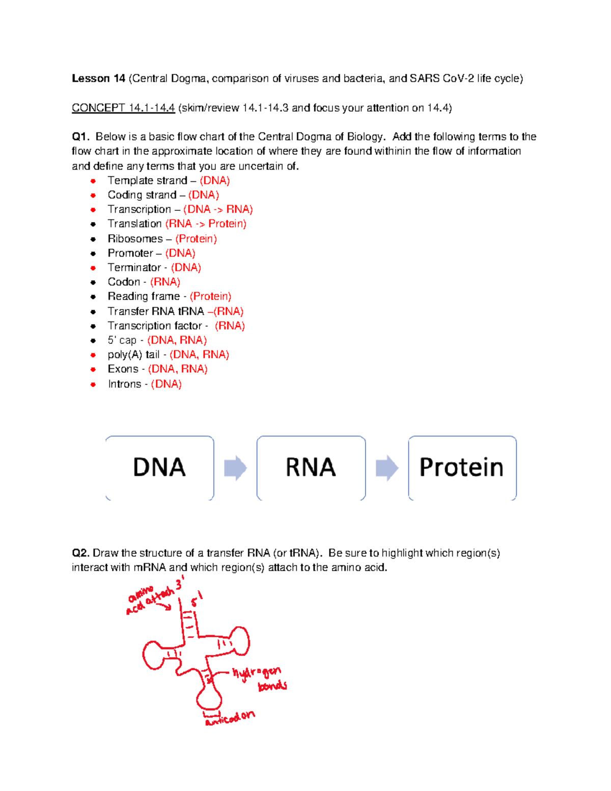 Lesson 14 GRQs Lesson 14 (Central Dogma, comparison of viruses and