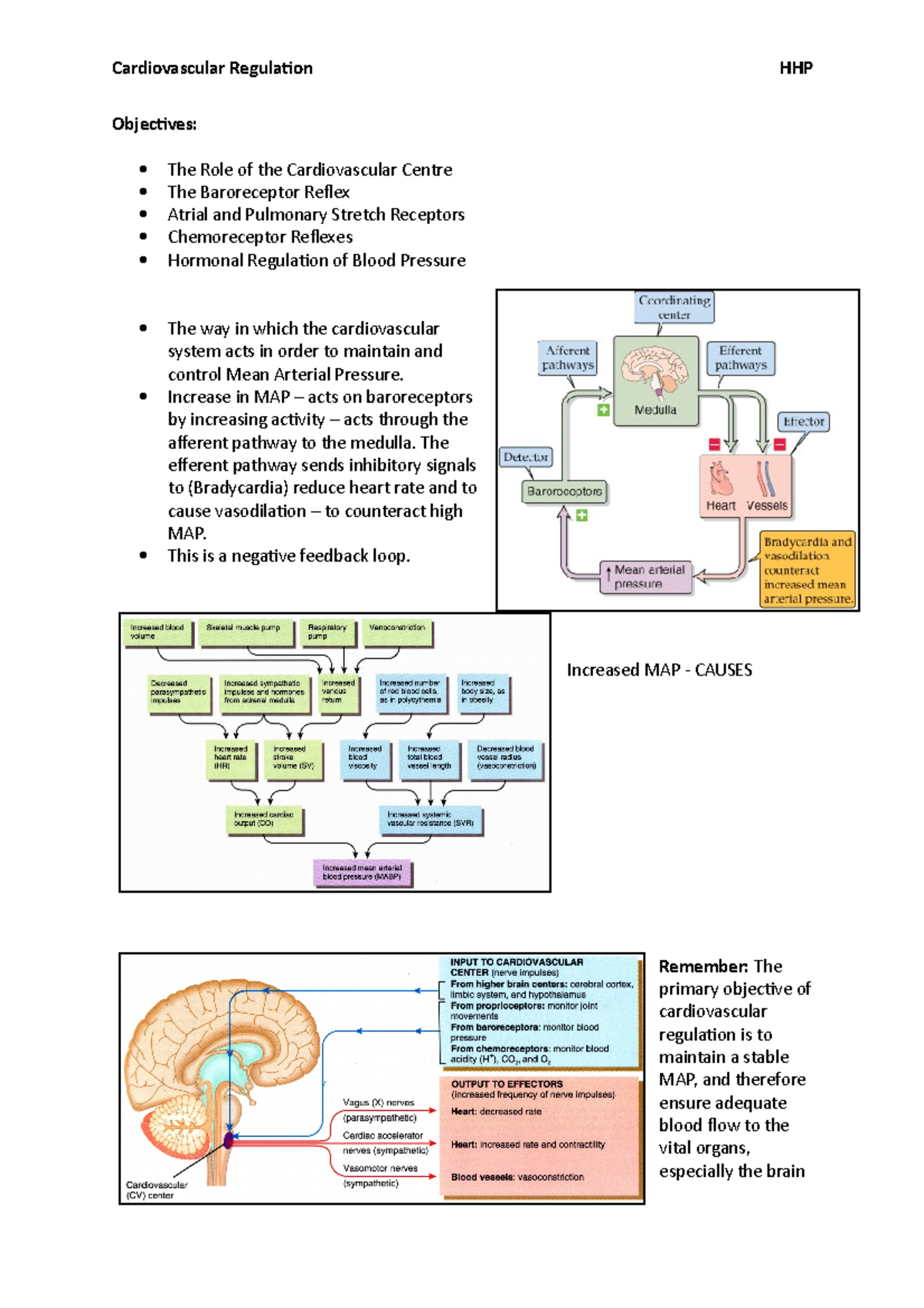 Cardiovascular Regulation HHP - Objectives: The Role of the ...