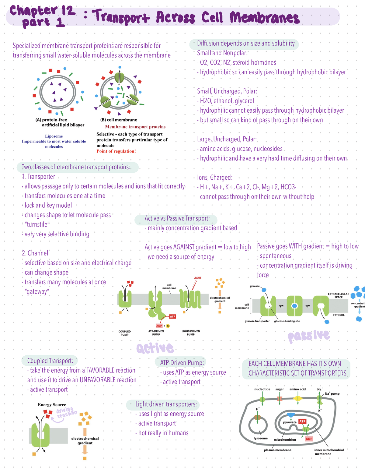 Cell Biology Chapter 12 Notes - Specialized Membrane Transport Proteins ...