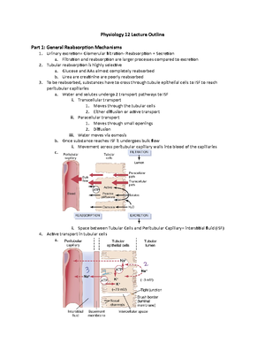 Human Physiology Syllabus 2024 Human Physiology BIOL 340 3 Credits   Thumb 300 388 