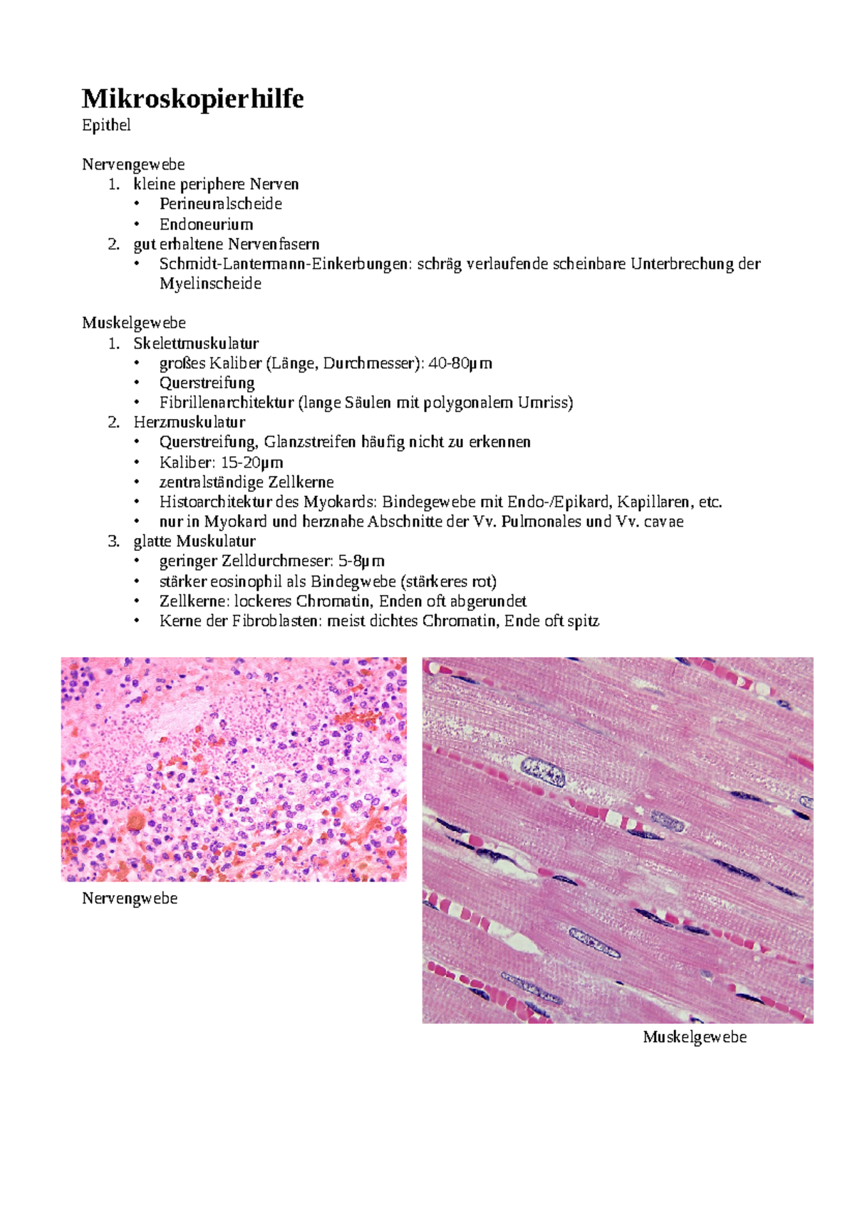 Zusammenfassung Histologie Verstehen Lernen Nachschlagen