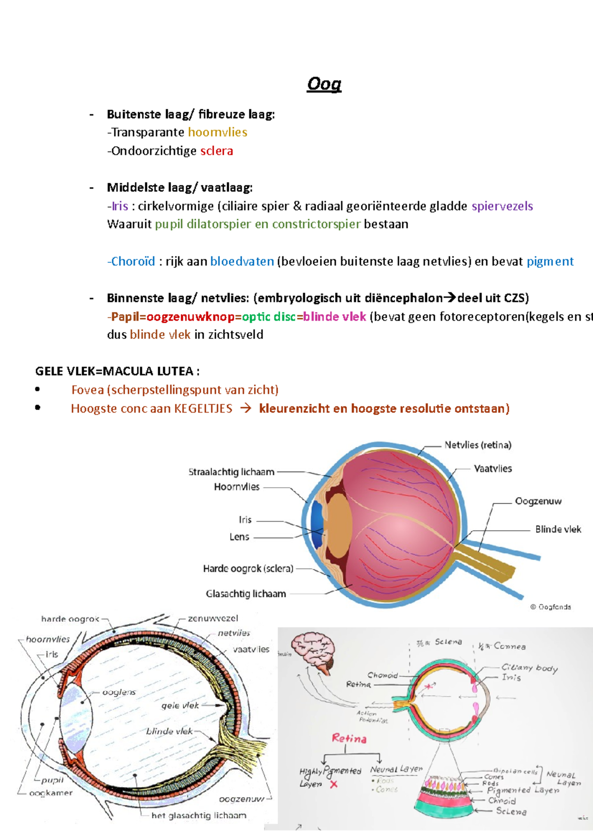 Oog Zintuig Aandoeningen Aan Net Oog Oog Buitenste Laag Fibreuze Laag Transparante