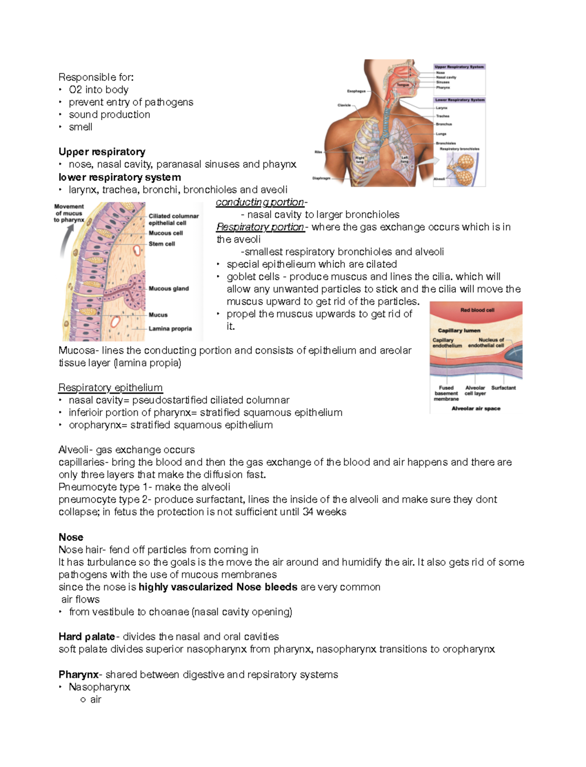 THE Respiratory System - Responsible for: O2 into body 