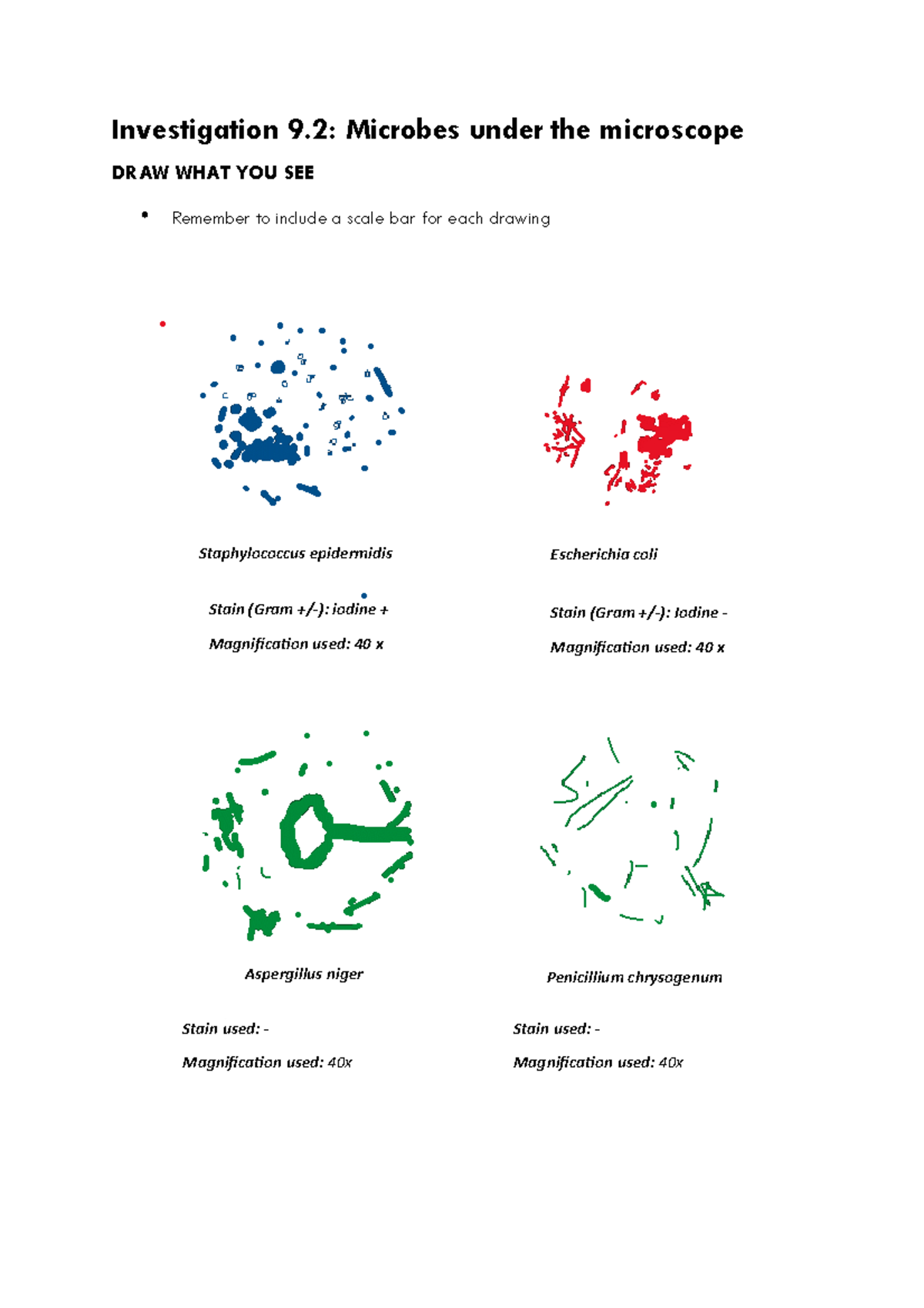 Investigation 9.2 Microbe Microscopy drawings - Biol1007 ...