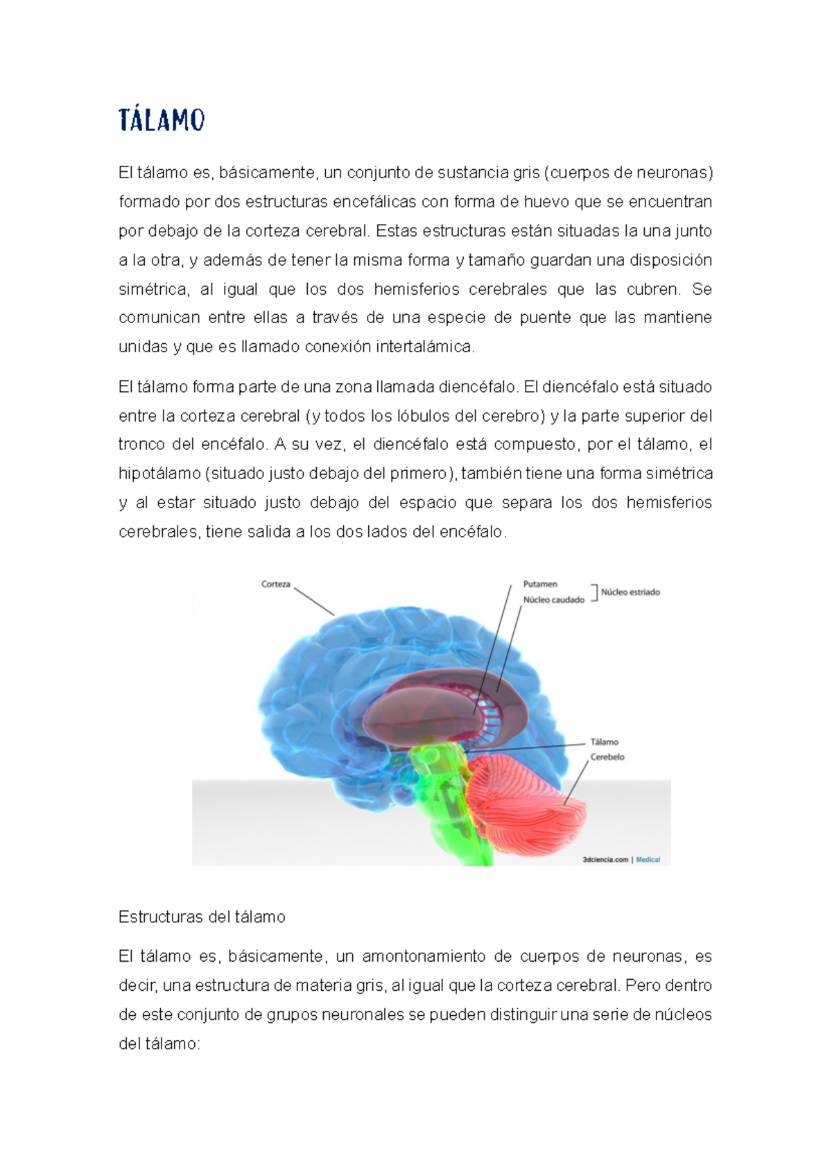 Tálamo - ¿Qué es el tálamo? - TÁLAMO El tálamo es, básicamente, un ...