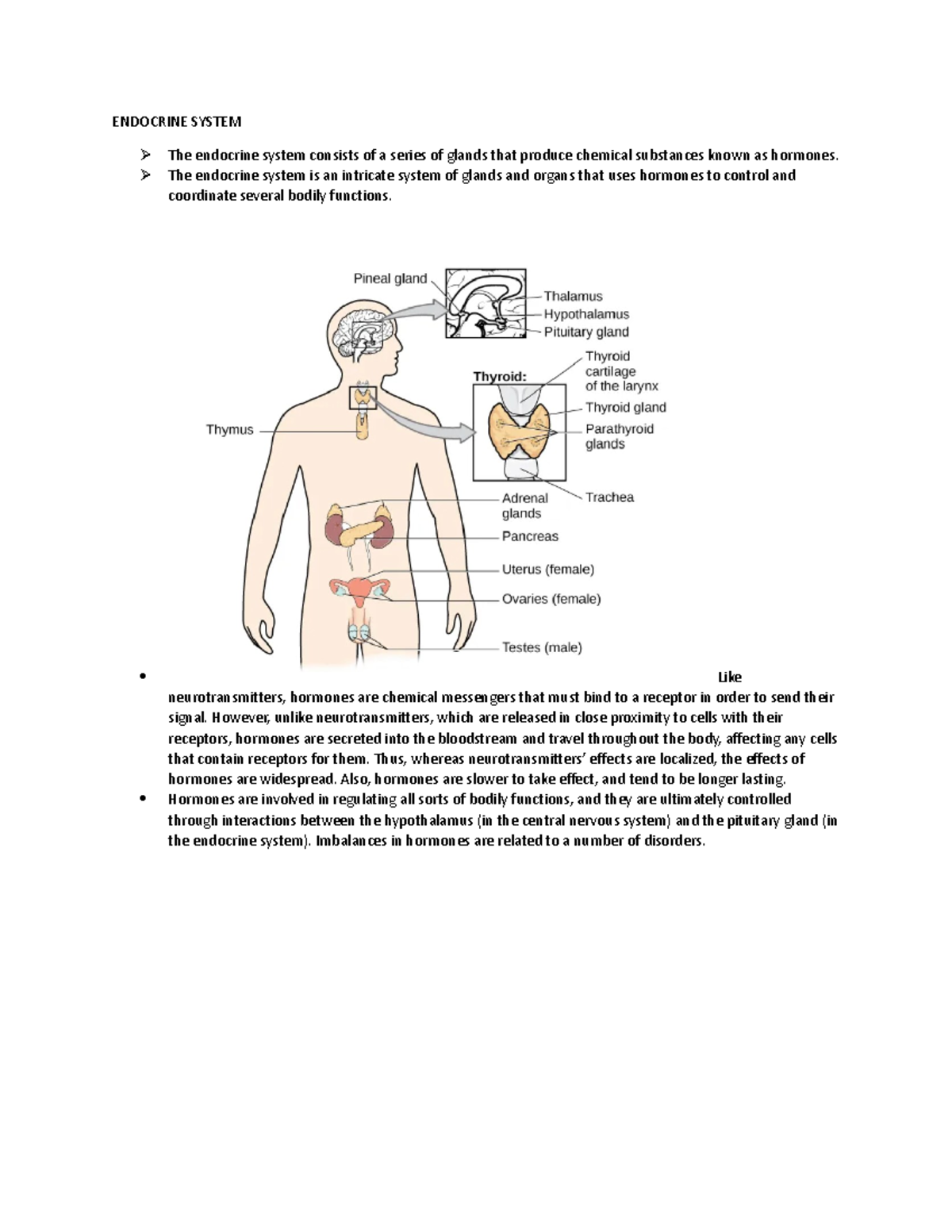 THE Endocrine System - ENDOCRINE SYSTEM The endocrine system consists ...